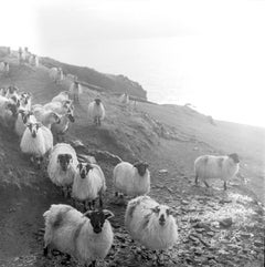 Flock, West Cork, Ireland