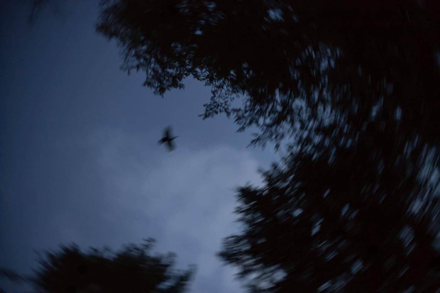 John Dolan Landscape Photograph - Wild Turkey, Chatham, NY