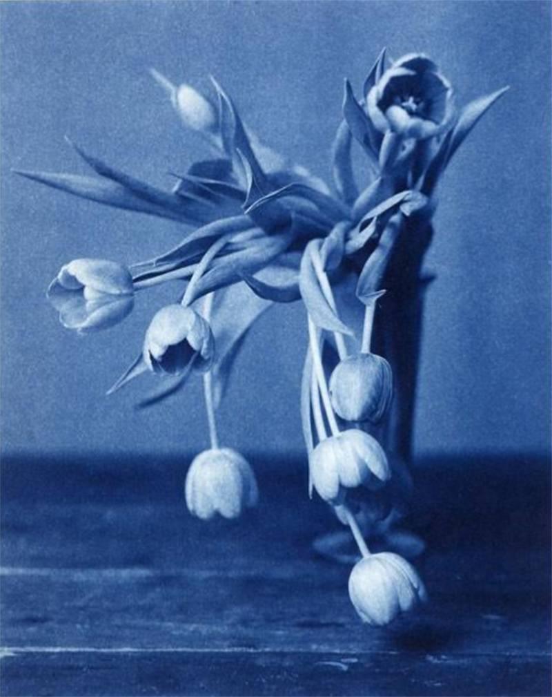 John Dugdale Still-Life Photograph - Mourning Tulips