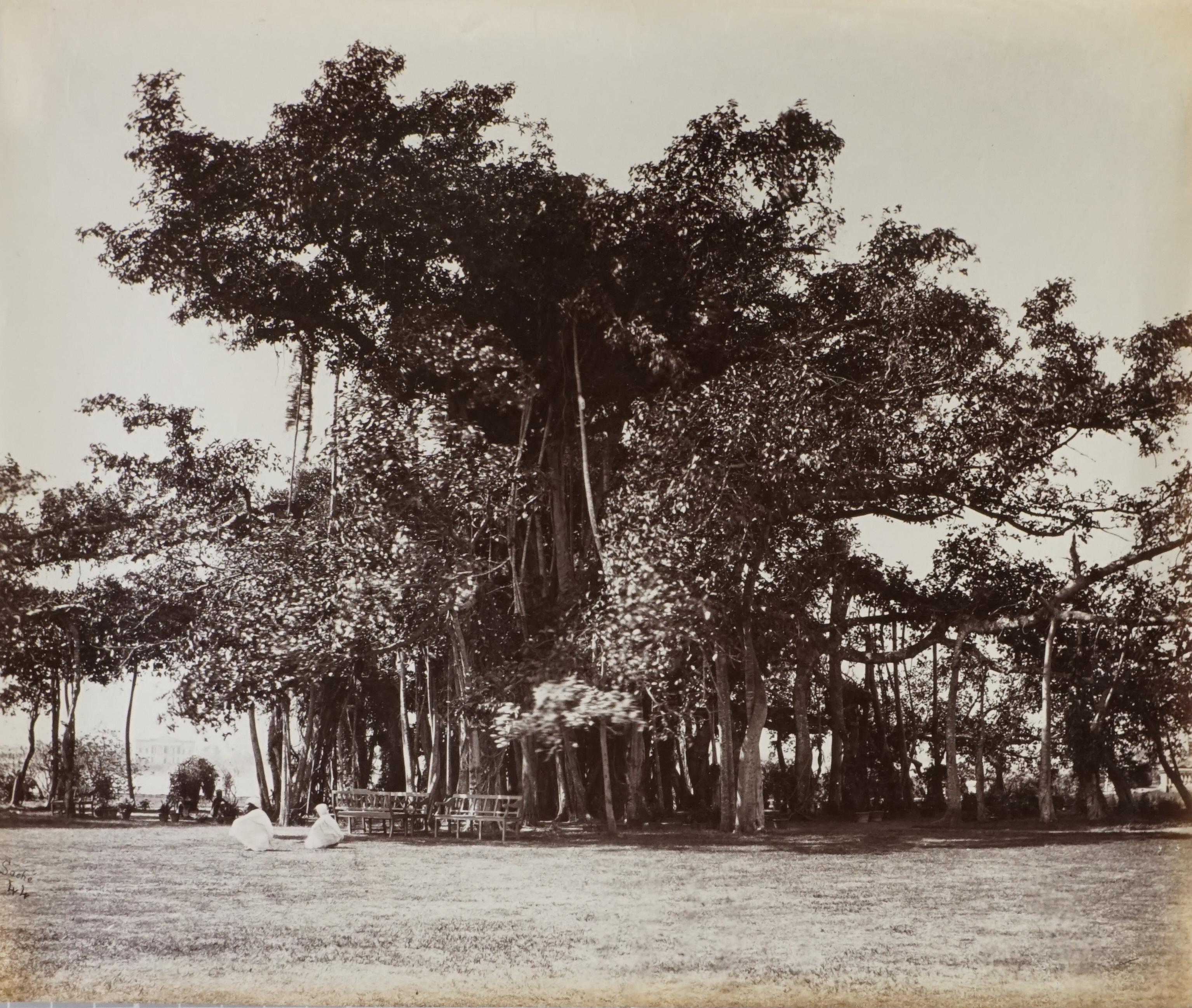 Calcutta; Banian Tree at Government House, Barrackpore, 1870s