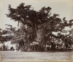 Kalkutta; Bananenbaum am Regierungsgebäude, Barrackpore, 1870er Jahre