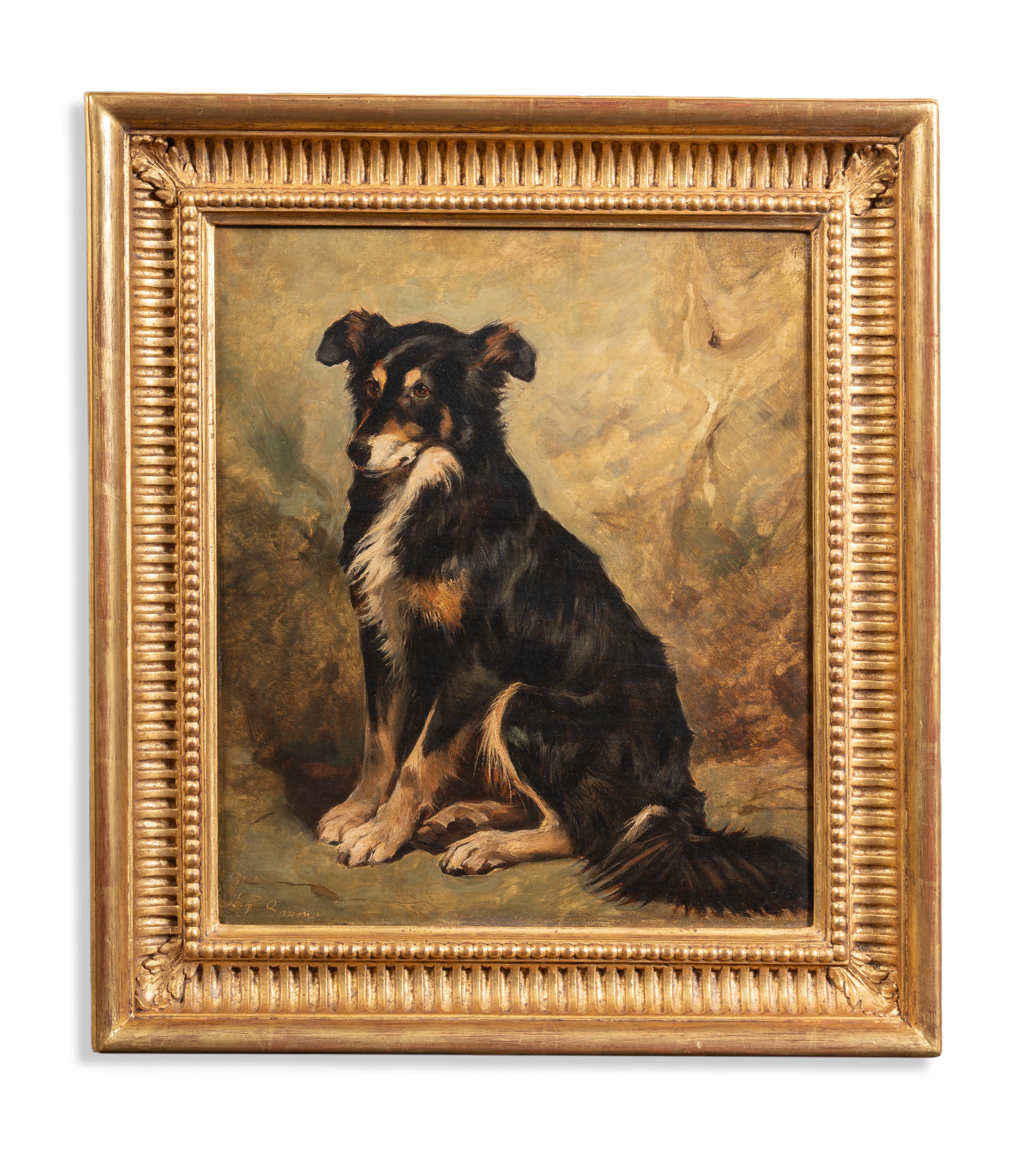 Un Collie sentado