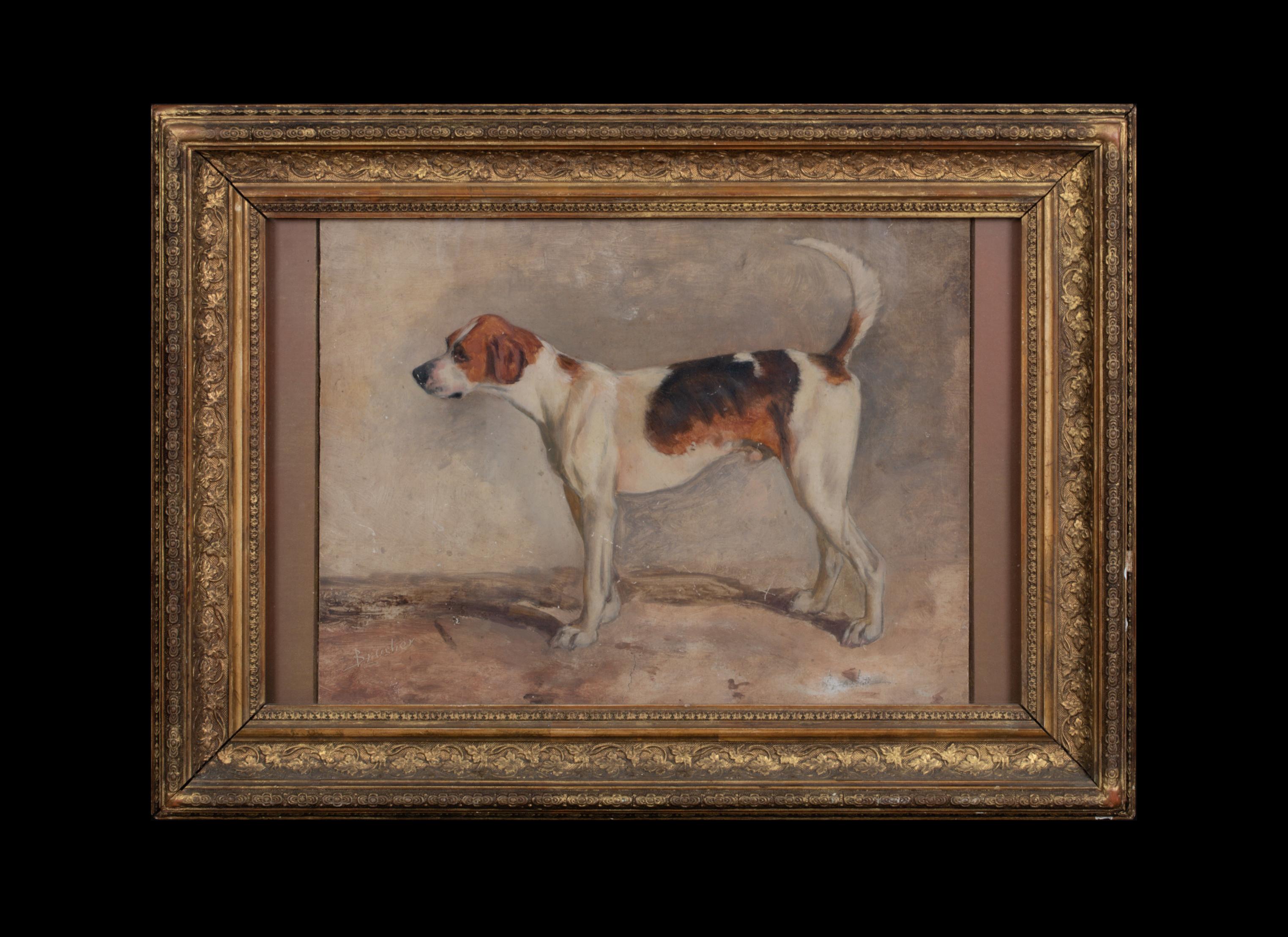Portrait Of A Brush, A New Forest Foxhound, 19th Century   JOHN EMMS (1843-1912) - Painting by John Emms