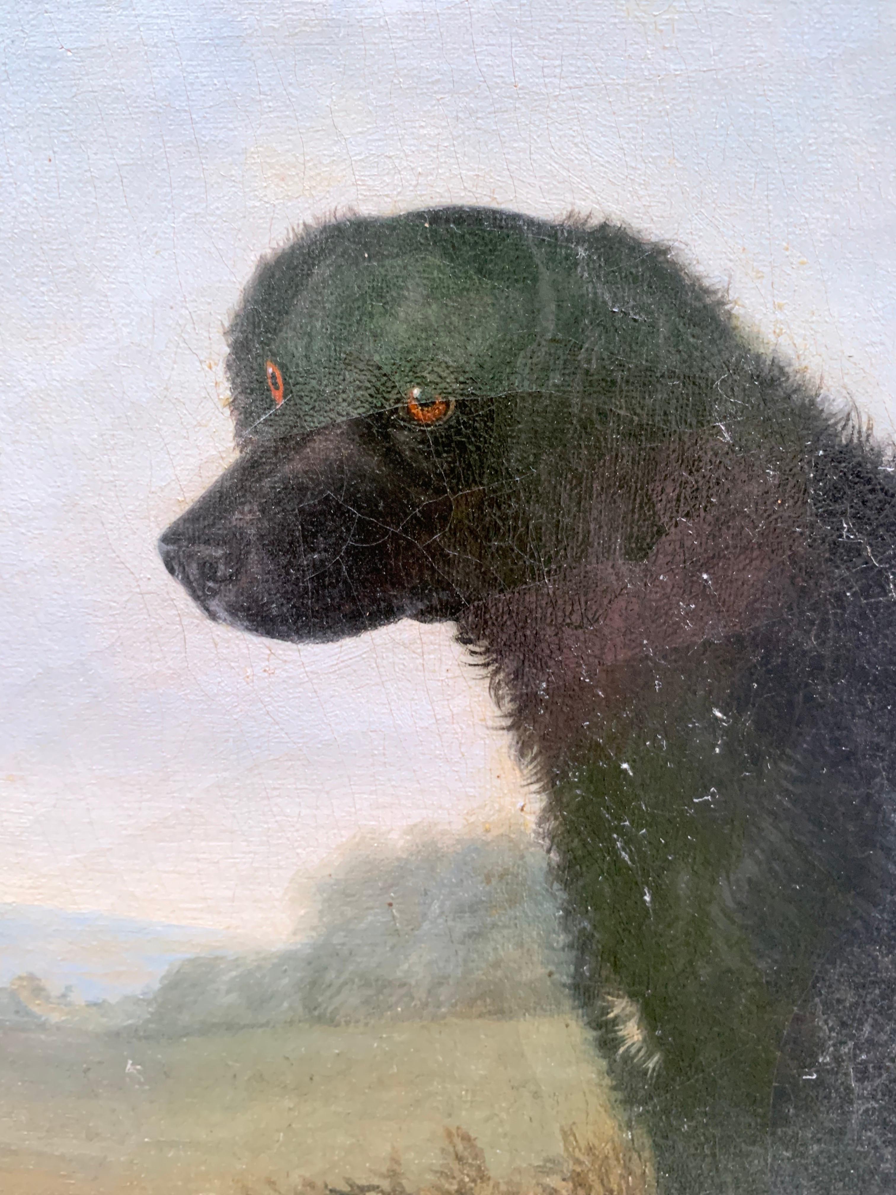 Retrato de labrador negro de pelo largo, siglo XIX, escuela inglesa en venta 8