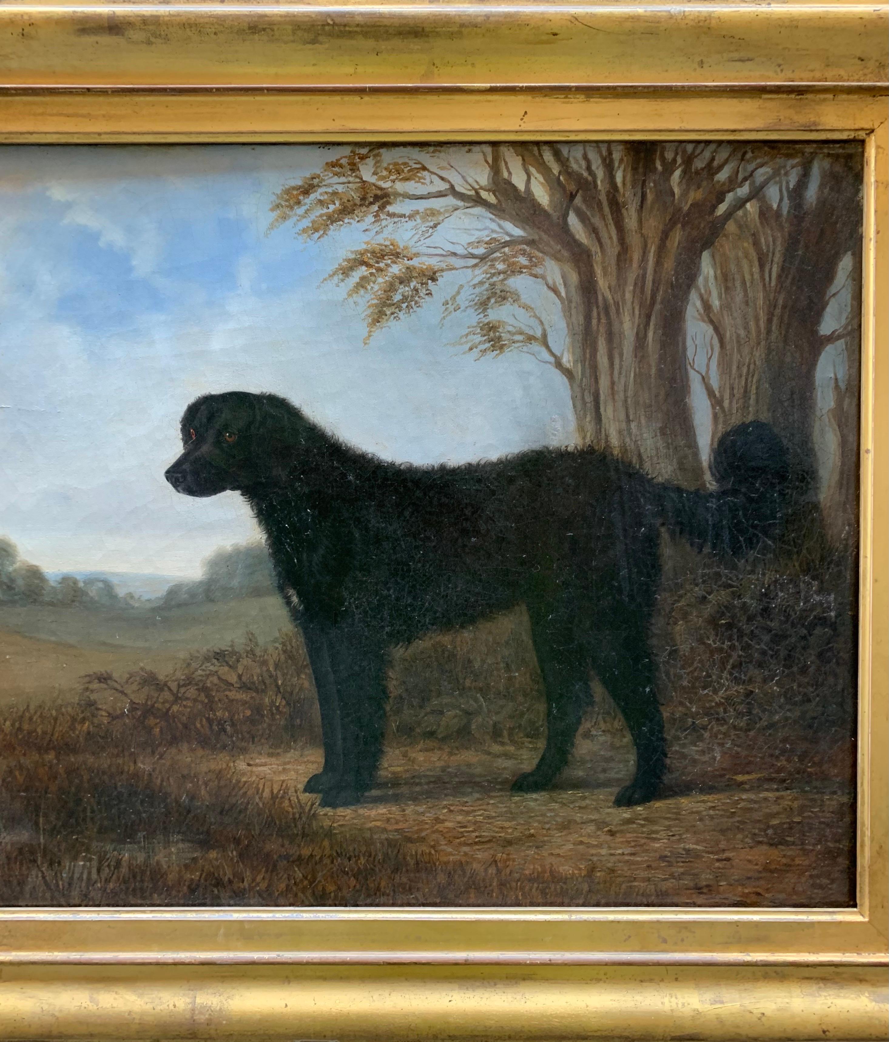 labrador con pelo largo
