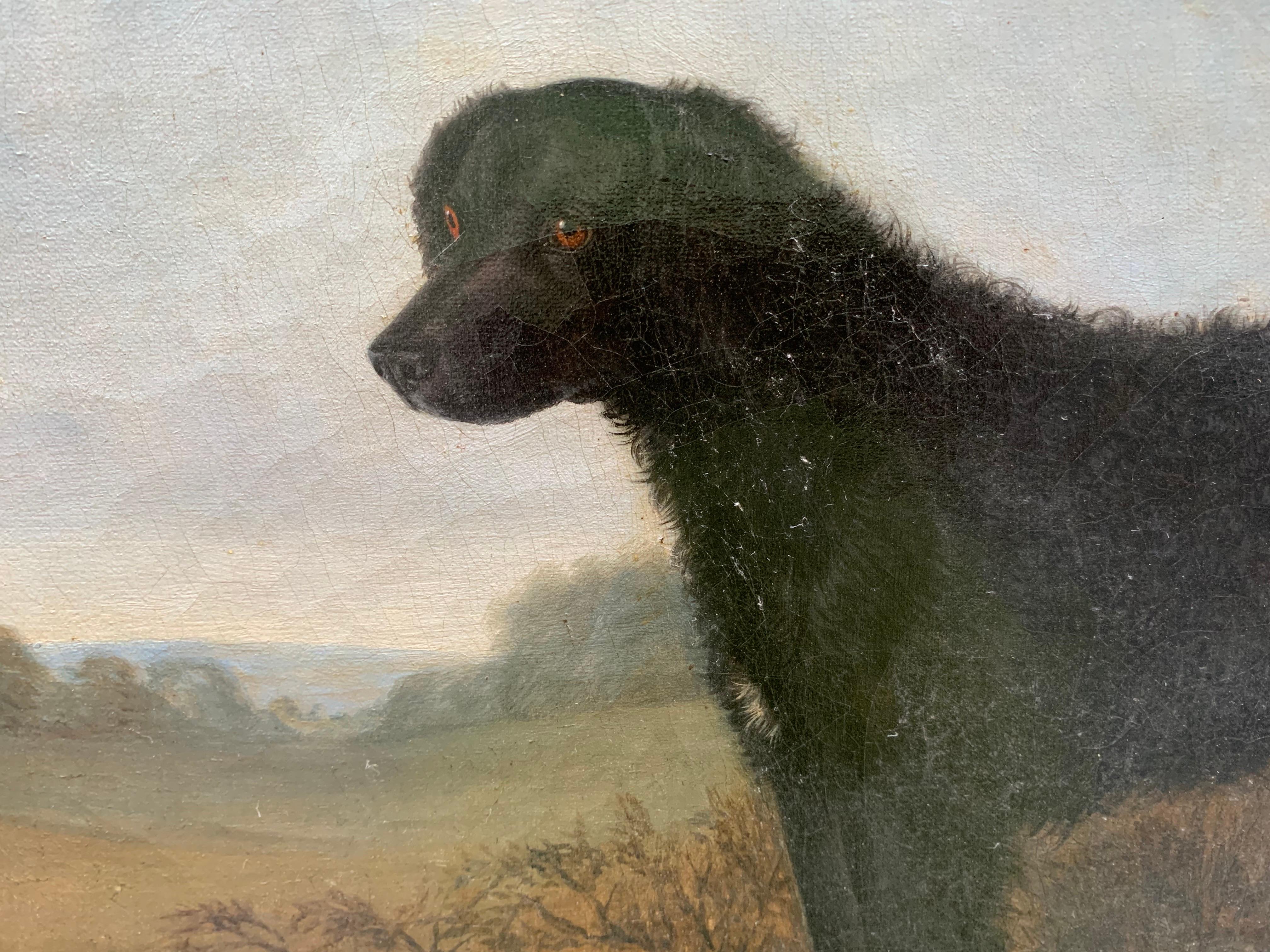 Retrato de labrador negro de pelo largo, siglo XIX, escuela inglesa

Este distinguido retrato de un labrador negro de pelo largo se atribuye al círculo de John Ferneley (1815-1862), destacado pintor británico famoso por sus excepcionales pinturas de