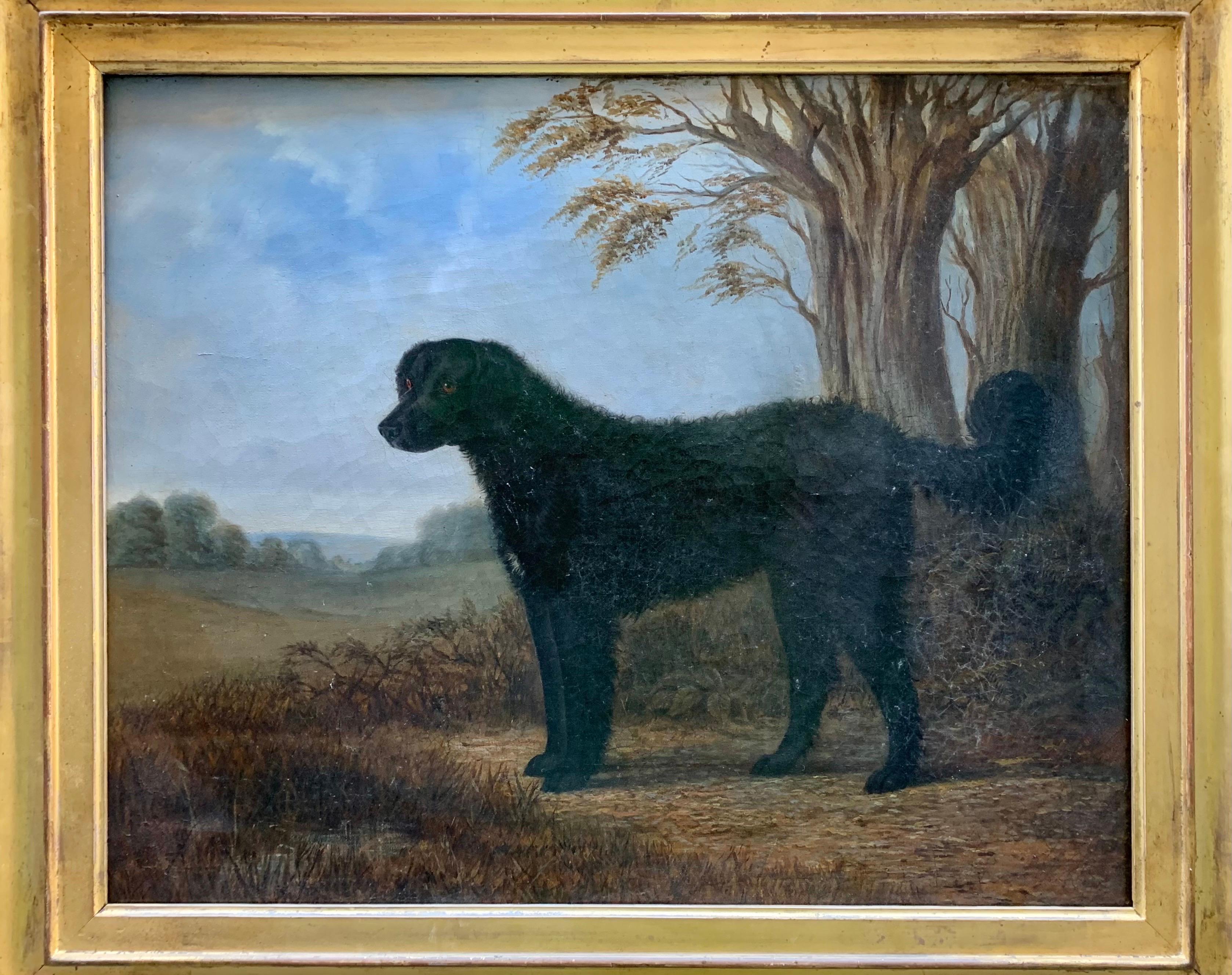 Retrato de labrador negro de pelo largo, siglo XIX, escuela inglesa en venta 1