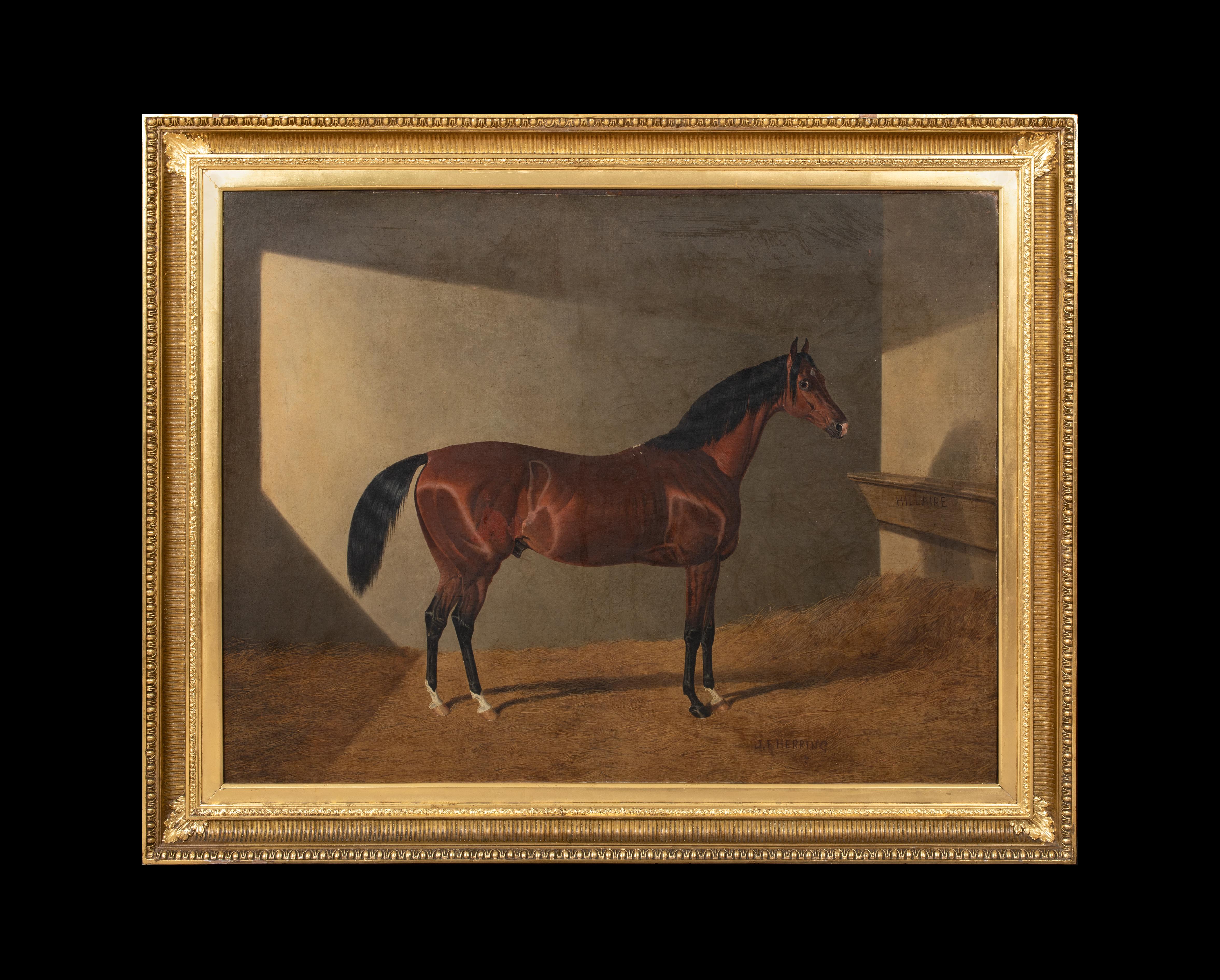Portrait of Race Horse Hillaire In A Stable, 19th Century JOHN FREDERICK HERRING - Painting by John Frederick Herring Sr.