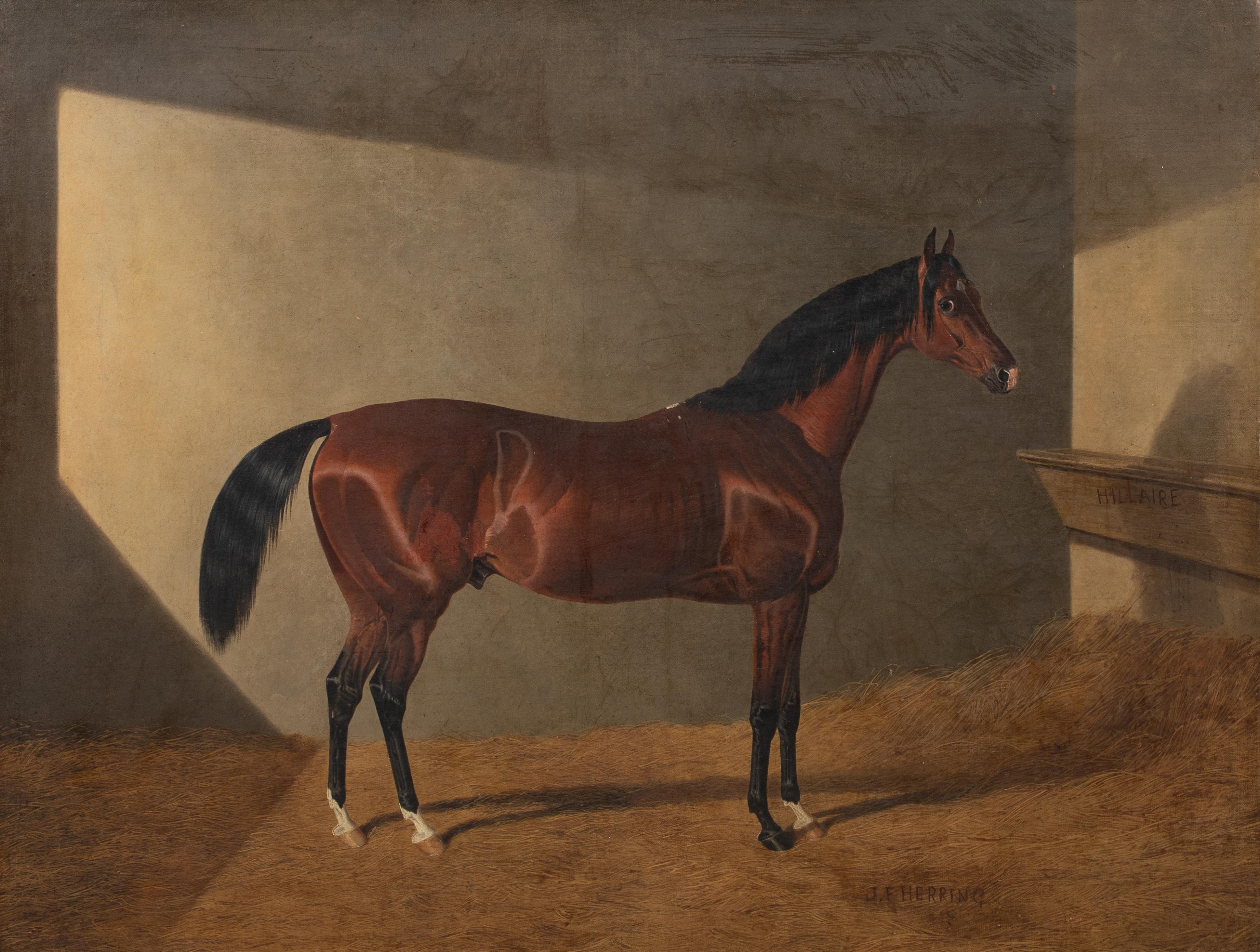 Portrait of Race Horse 