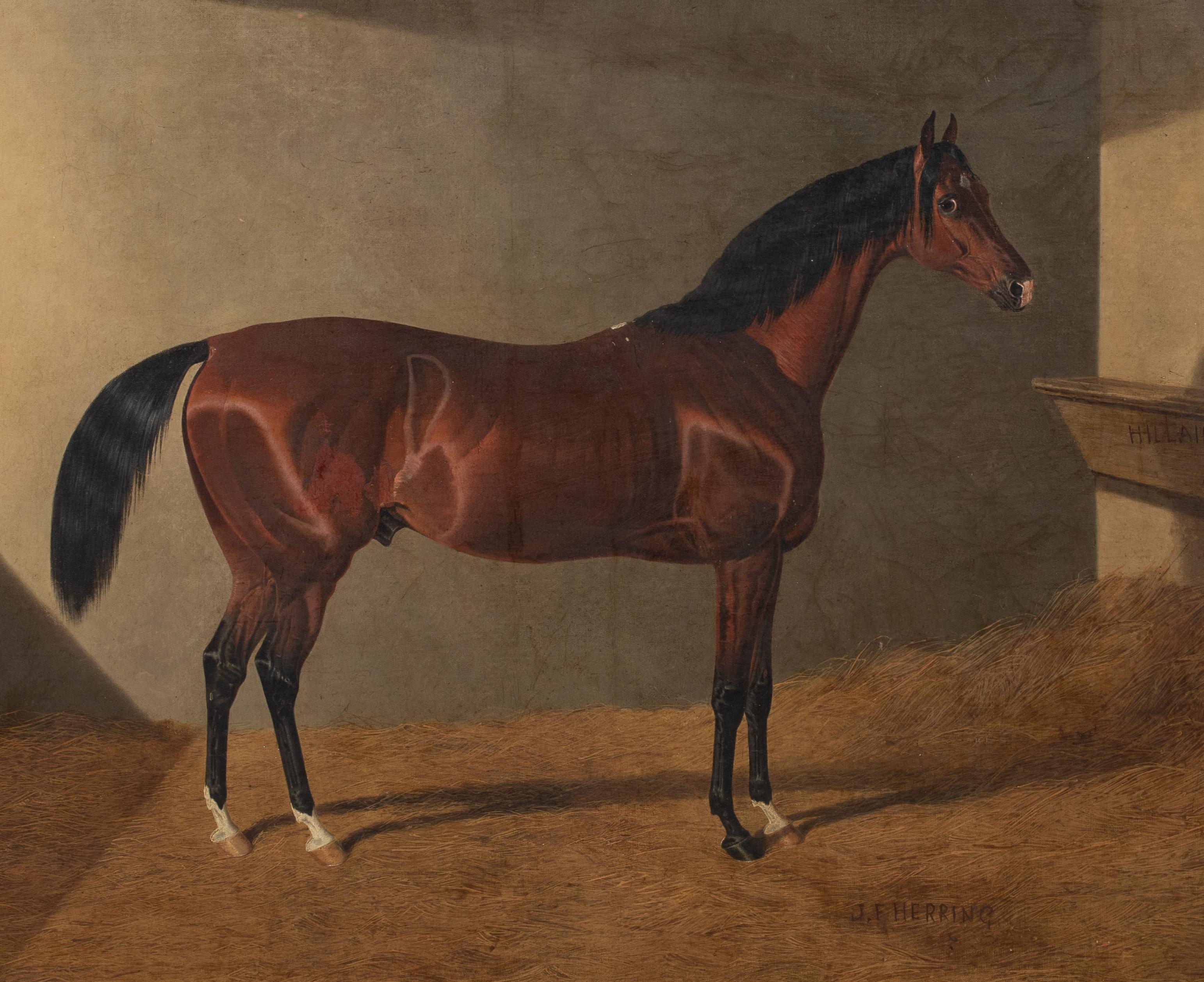 Portrait of Race Horse Hillaire In A Stable, 19th Century JOHN FREDERICK HERRING For Sale 2