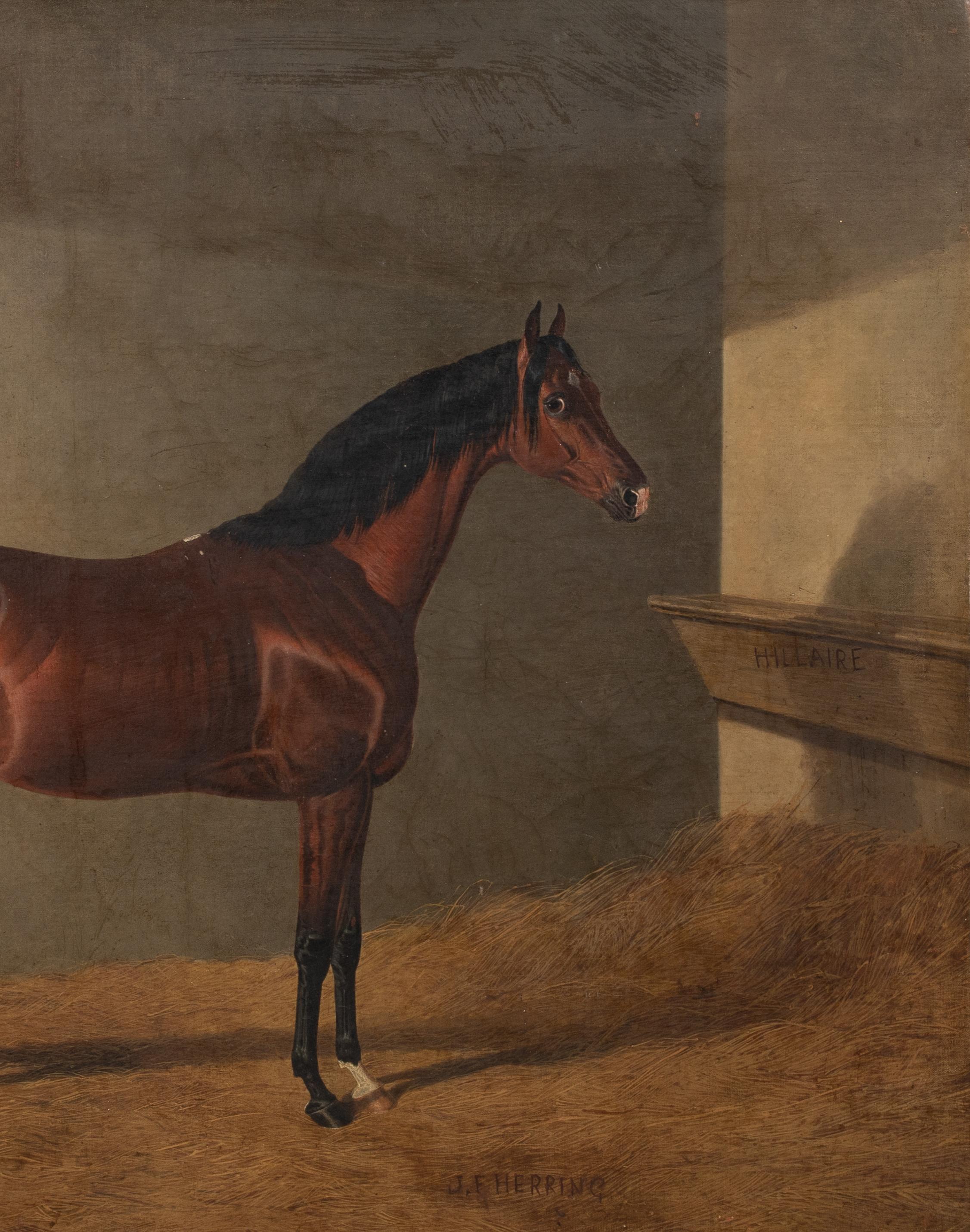 Portrait of Race Horse Hillaire In A Stable, 19th Century JOHN FREDERICK HERRING For Sale 3