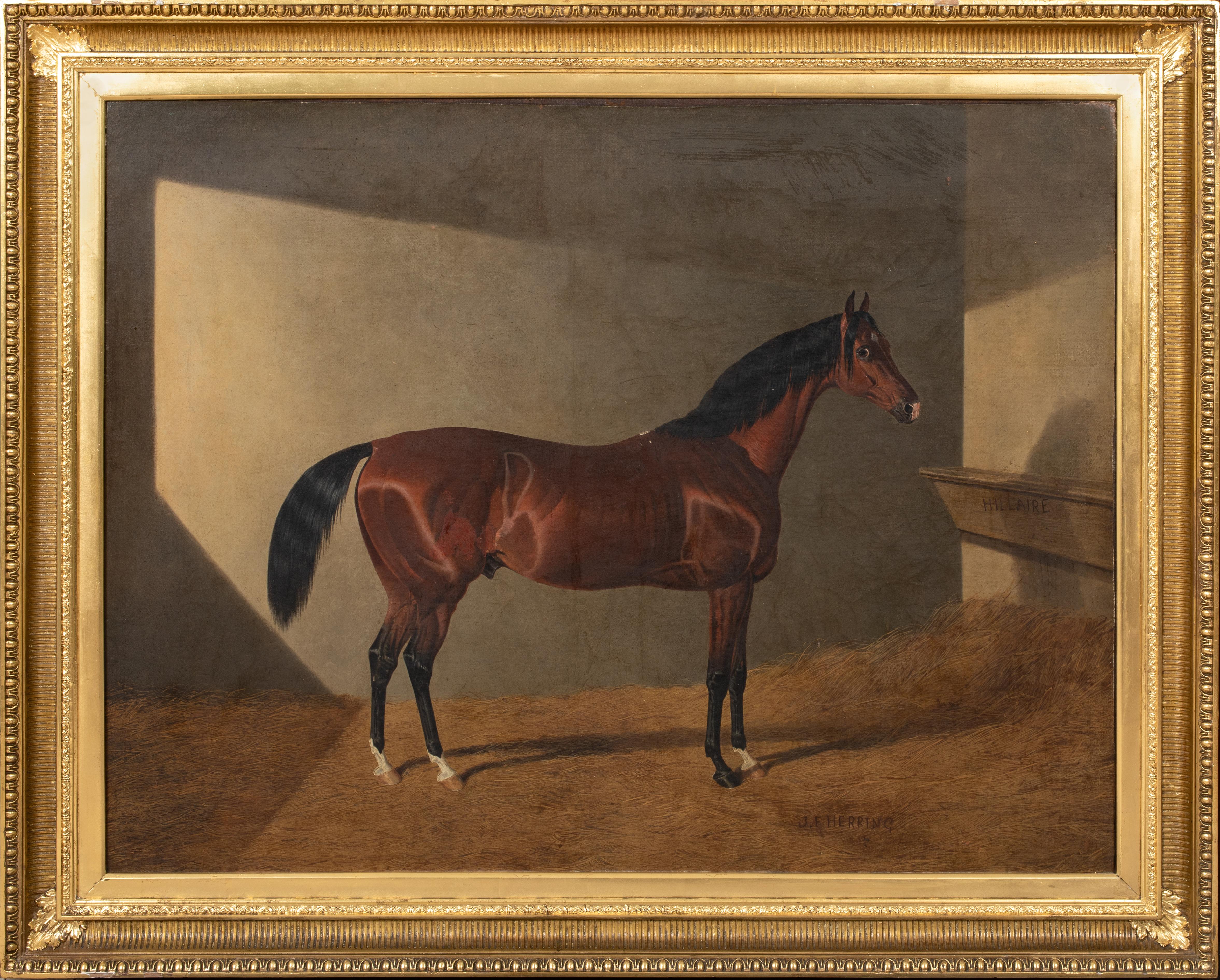 John Frederick Herring Sr. Animal Painting - Portrait of Race Horse Hillaire In A Stable, 19th Century JOHN FREDERICK HERRING