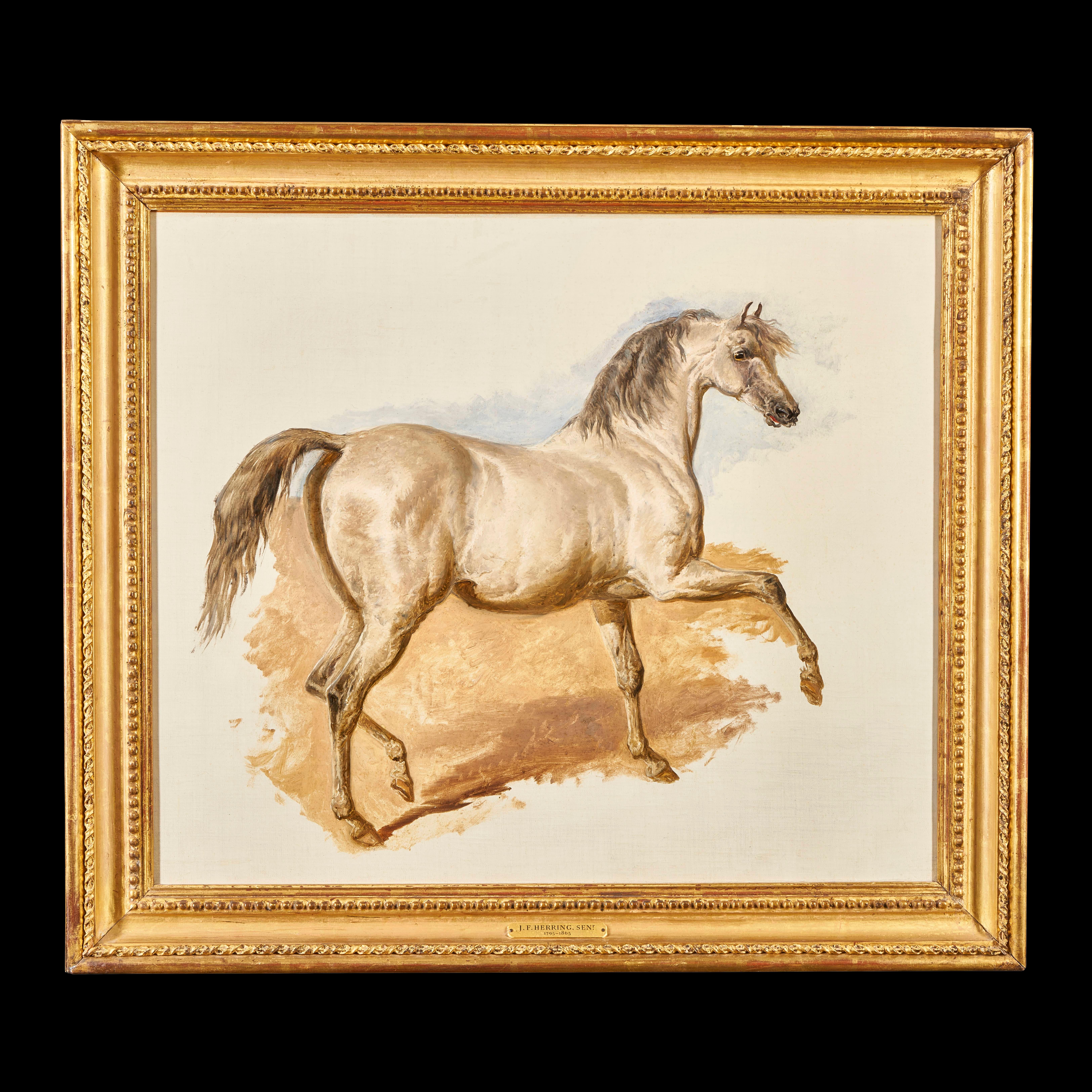 Animal Painting di John Frederick Herring Sr. - Studio di un cavallo arabo