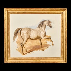 Étude d'un cheval arabe