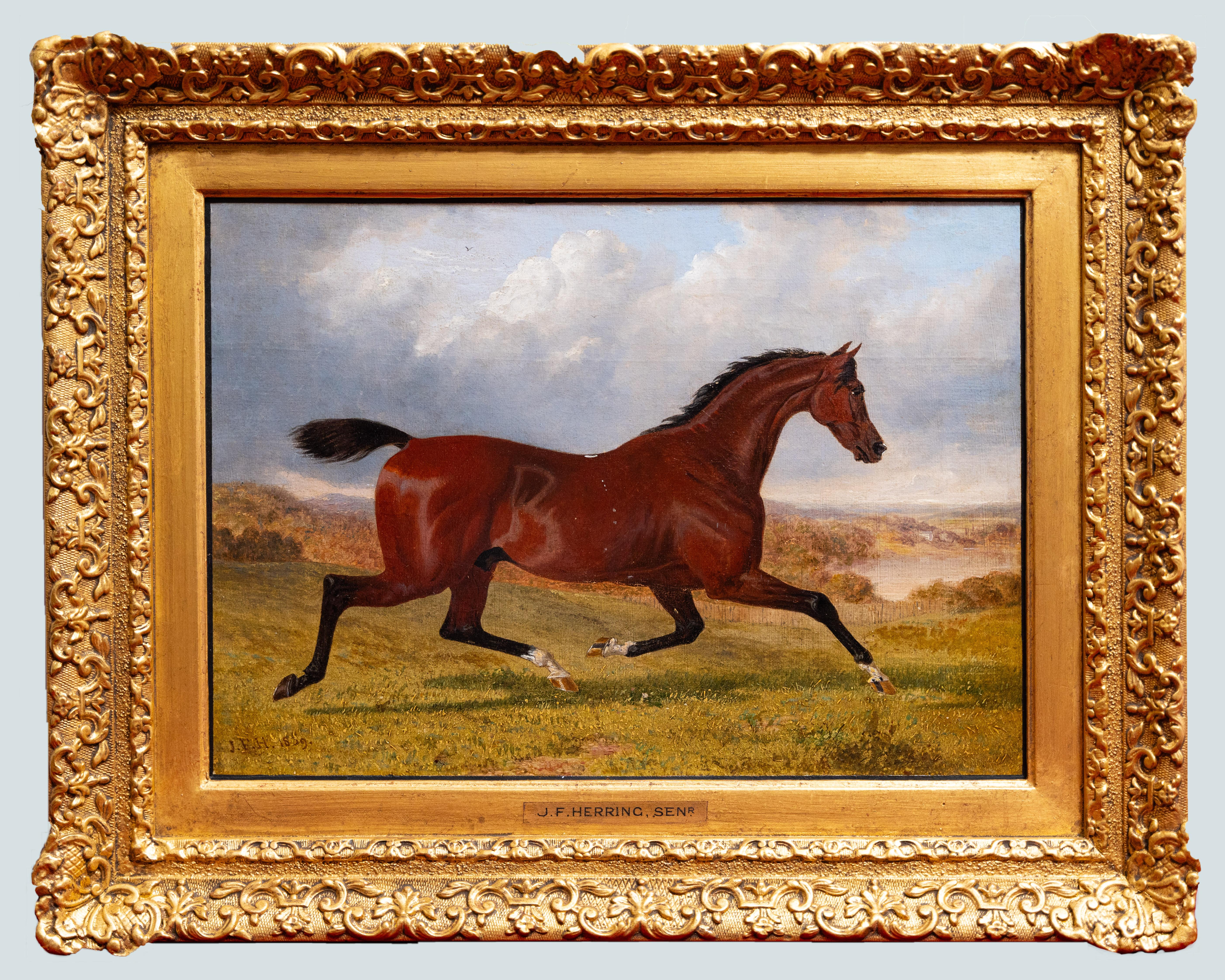 Animal Painting John Frederick Herring Sr. - Le cheval de course de Galloping, John Frederick Herring Sr (1795-1865)