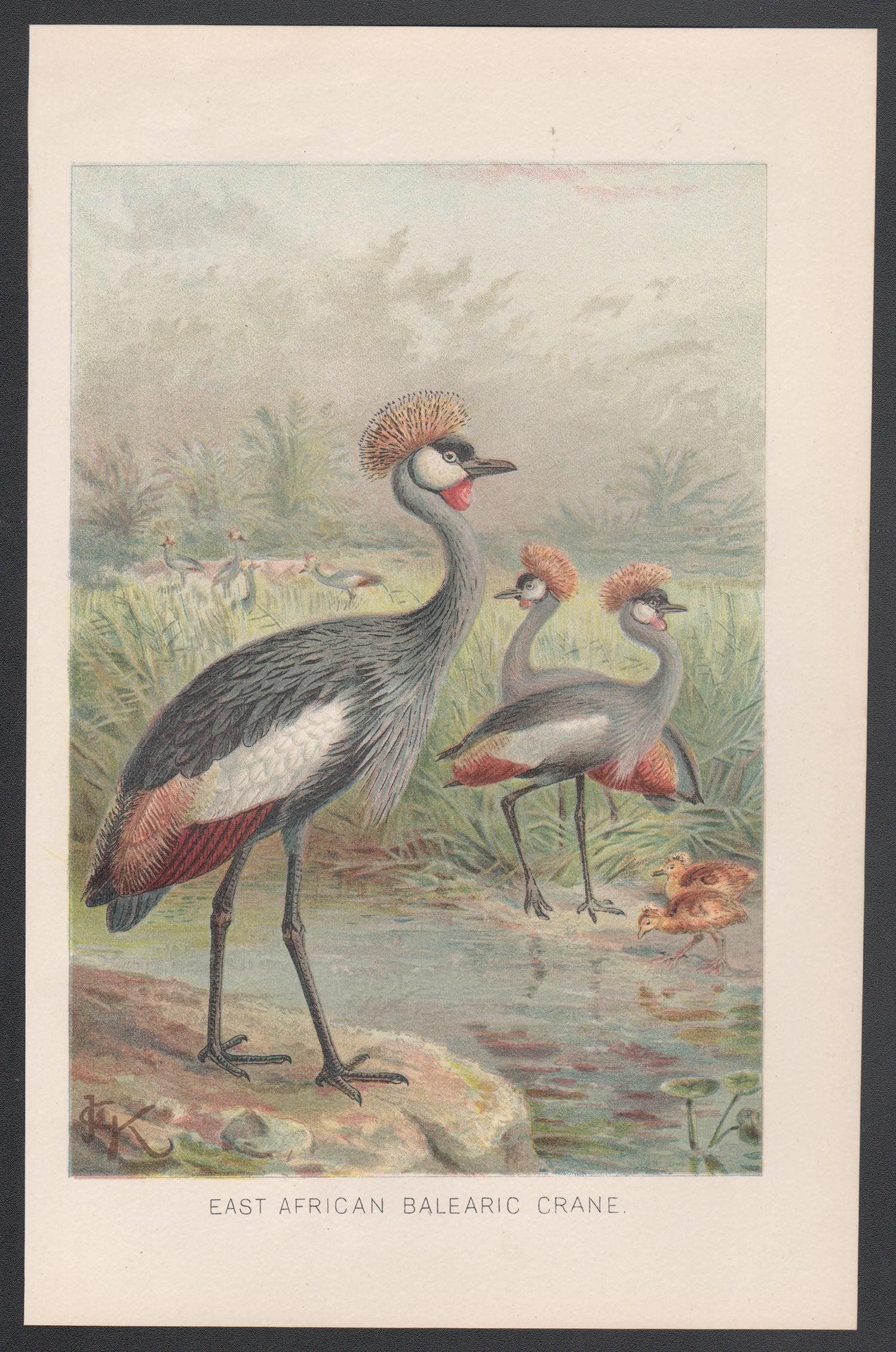 East African Balearic Crane, Antique Bird Chromolithograph, circa 1895 - Print by John Gerrard Keulemans 