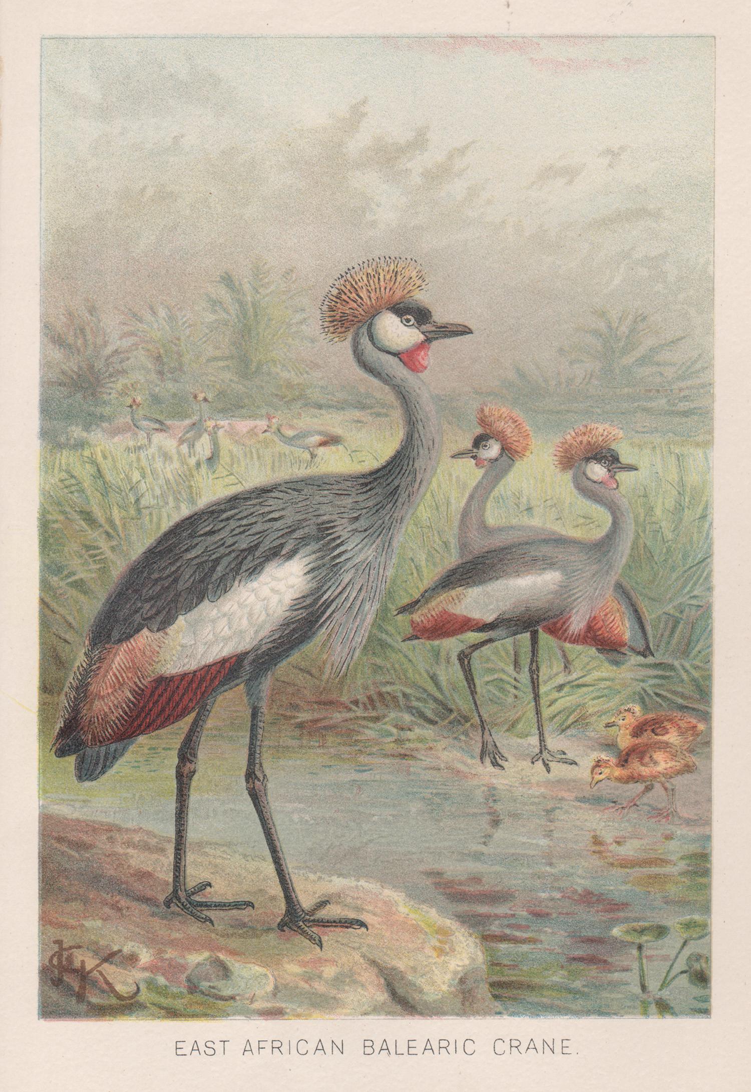 John Gerrard Keulemans  Animal Print - East African Balearic Crane, Antique Bird Chromolithograph, circa 1895