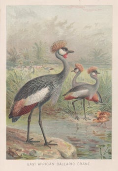 East African Balearic Crane, Antique Bird Chromolithograph, circa 1895