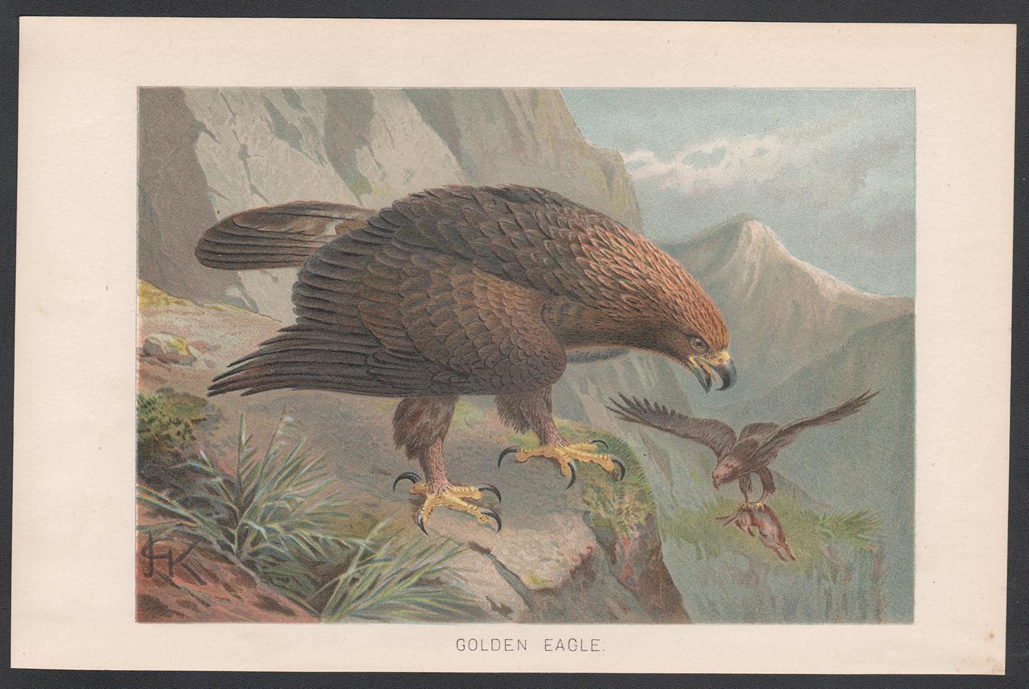 L'aigle d'or, chromographe ancienne d'oiseau de préie, vers 1895 - Print de John Gerrard Keulemans 