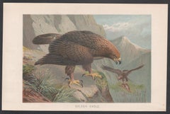 Golden Eagle, Antique Bird of Prey Chromolithograph, circa 1895