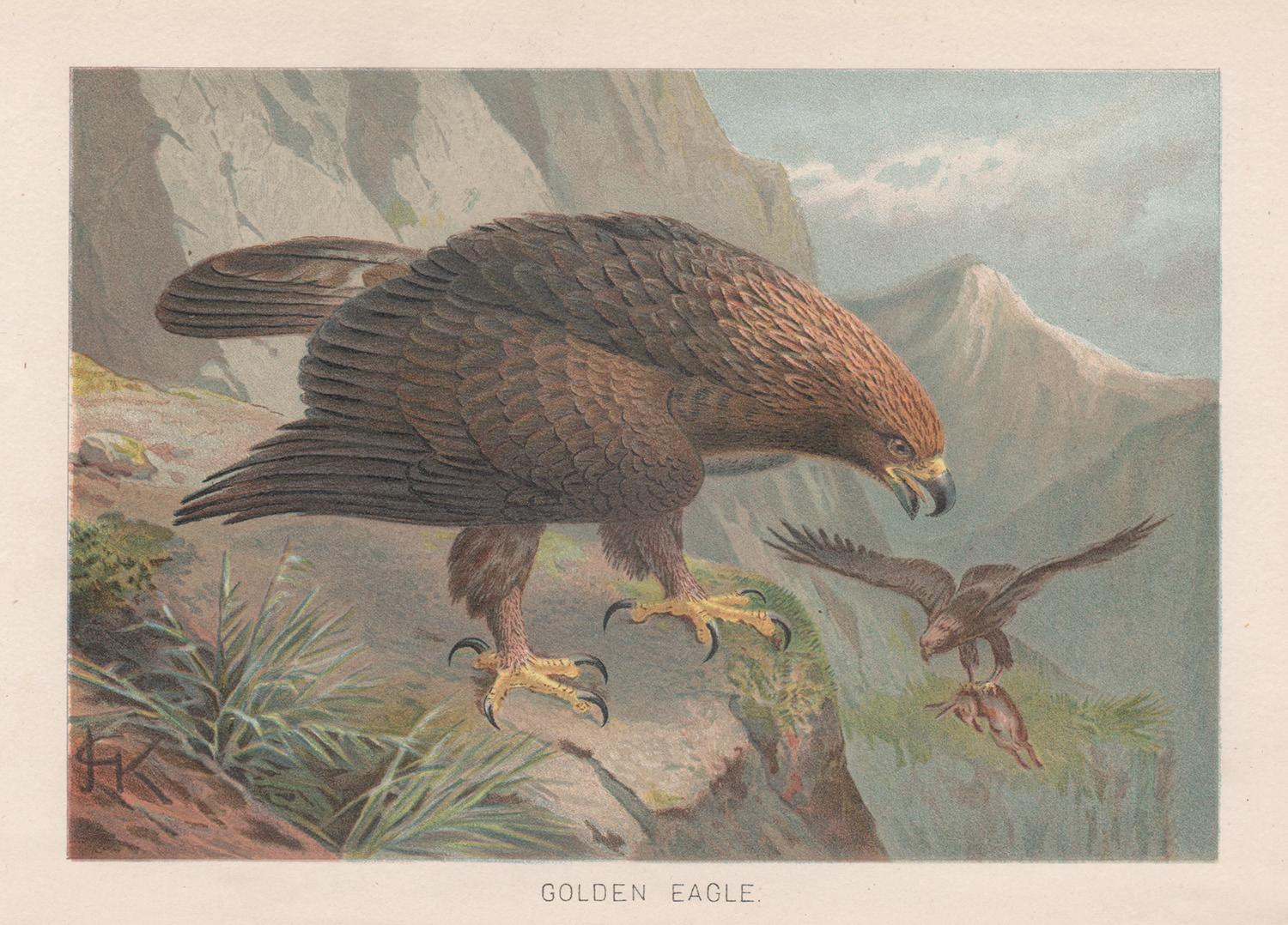 John Gerrard Keulemans  Animal Print - Golden Eagle, Antique Bird of Prey Chromolithograph, circa 1895