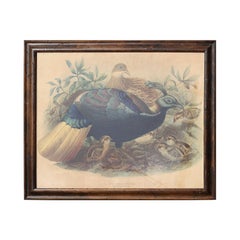 "Himalayan Monal Pheasant (Lophophorus Impeyanus)" Naturalistic Bird Lithograph