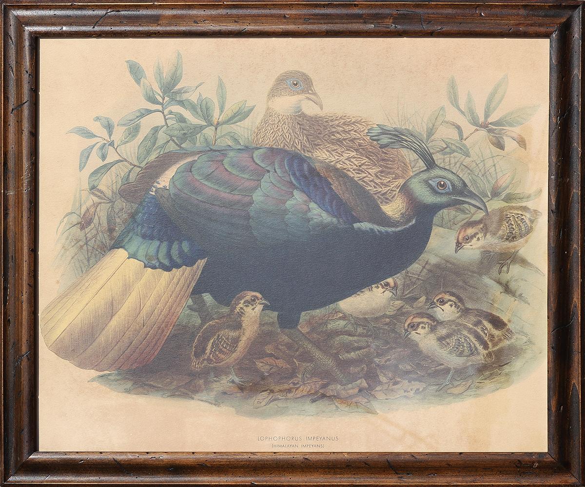 John Gerrard Keulemans Animal Print - "Himalayan Monal Pheasant (Lophophorus Impeyanus)" Naturalistic Bird Lithograph