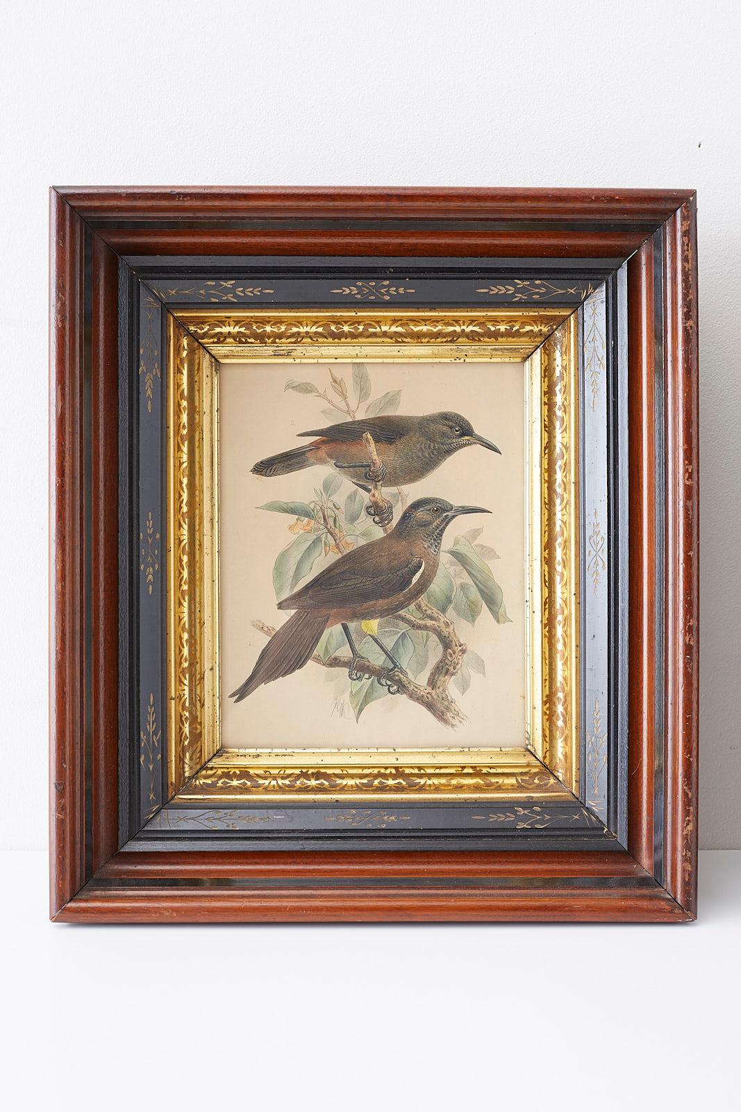 Framed pair of ornithological hand-colored prints by John Gerrard Keulemens (1842-1912) each print is pencil signed on the bottom. Set in deep wooden frames with a decorative gilt and black border. Labeled on verso.