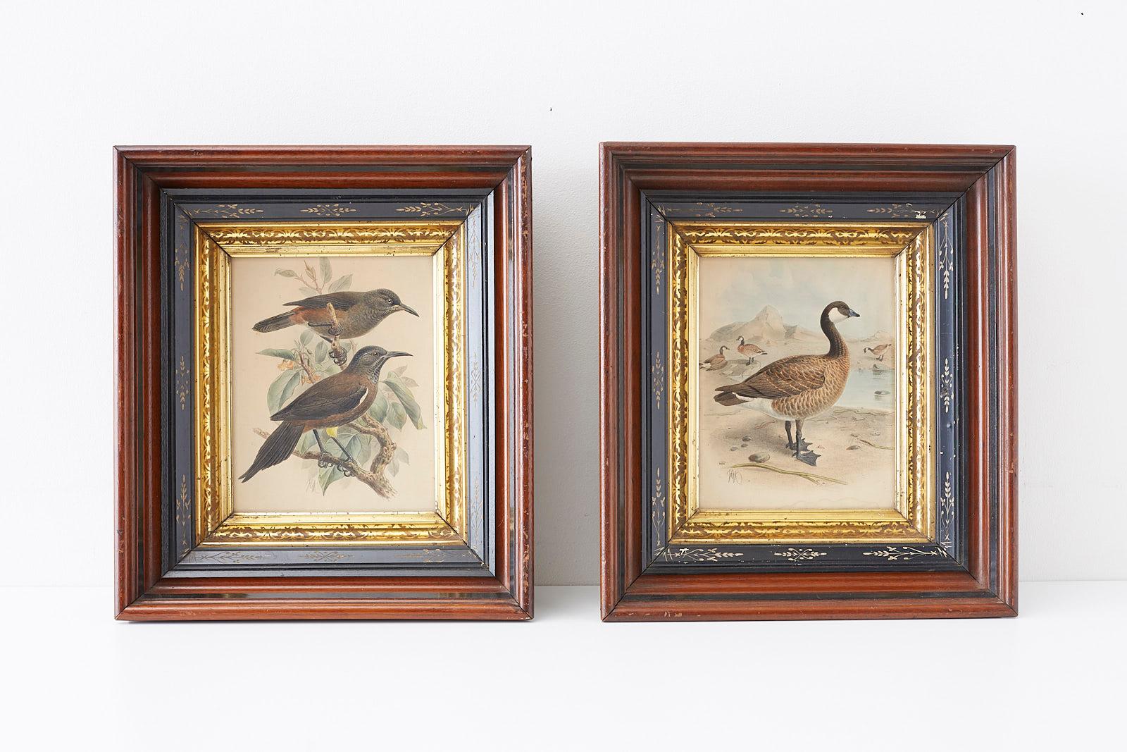 John Gerrard Keulemans Animal Print - Pair of Ornithological Prints