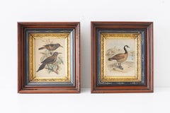 Pair of Ornithological Prints