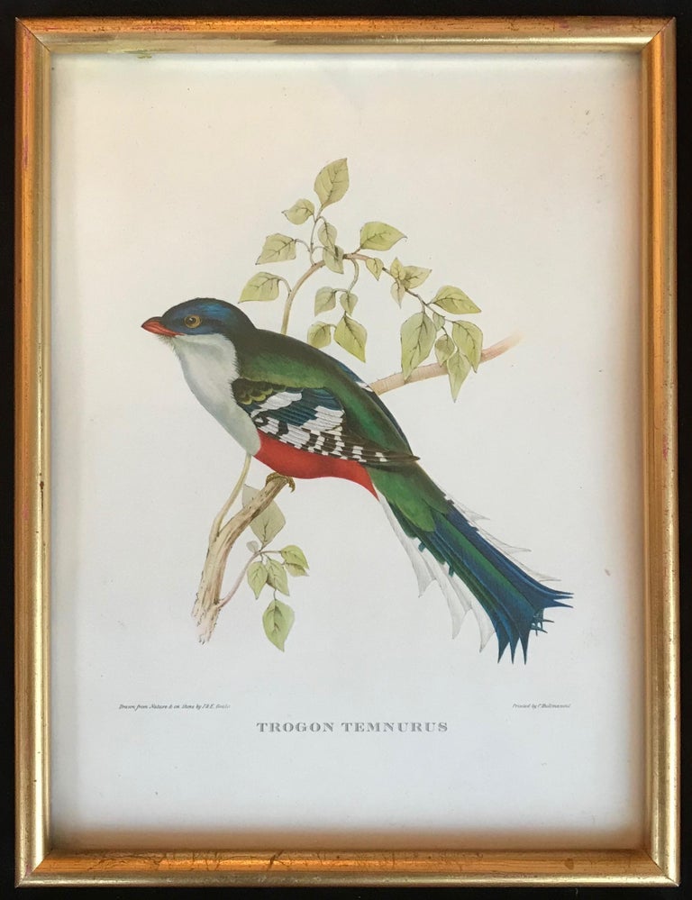 Birds of Europe by John and Elisabeth Goult, 1832 - Art by John Gould and Elizabeth Gould
