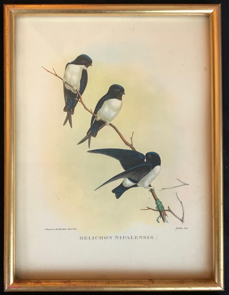 Birds of Europe by John and Elisabeth Goult, 1832 - Beige Animal Art by John Gould and Elizabeth Gould