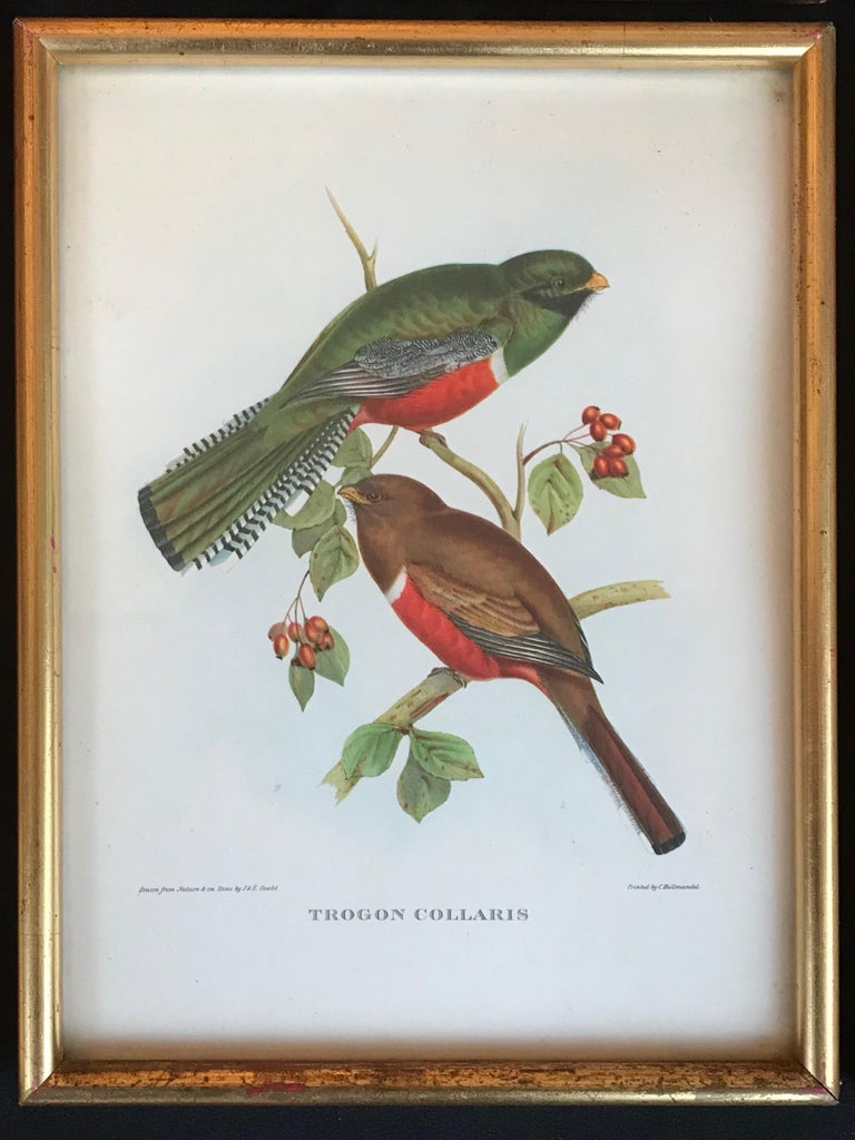 Rare Set of 6  beautiful Naturalistic hand-colored lithograph  signed by John Gould from his work Birds of Europe, embelished with gum arabic in vibrant colors. Published 1832 - 1837 by Hullmandel, Walter and Walton. Presented in gold leaf wood