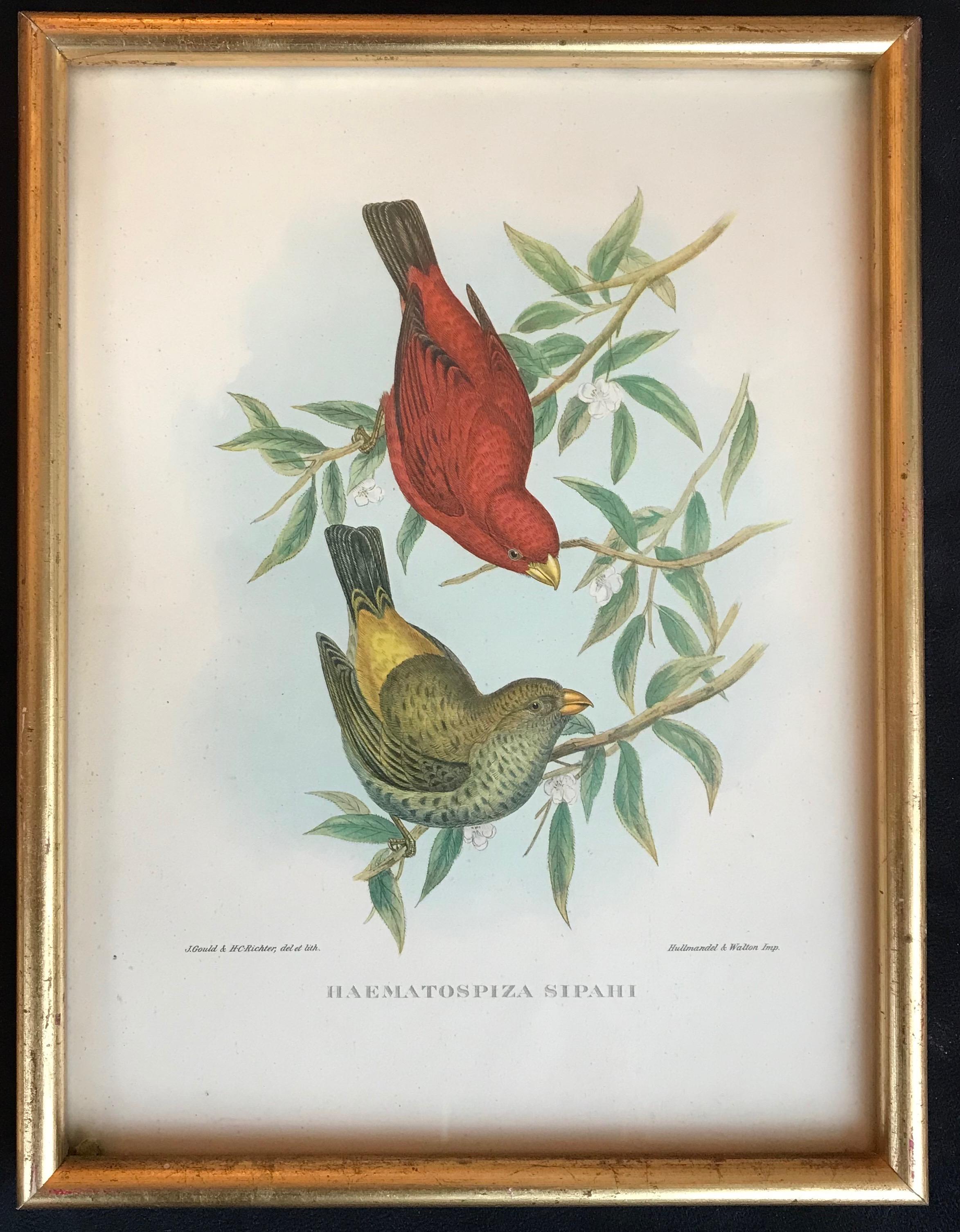 Birds of Europe by John and Elisabeth Goult, 1832 - Naturalistic Art by John Gould and Elizabeth Gould