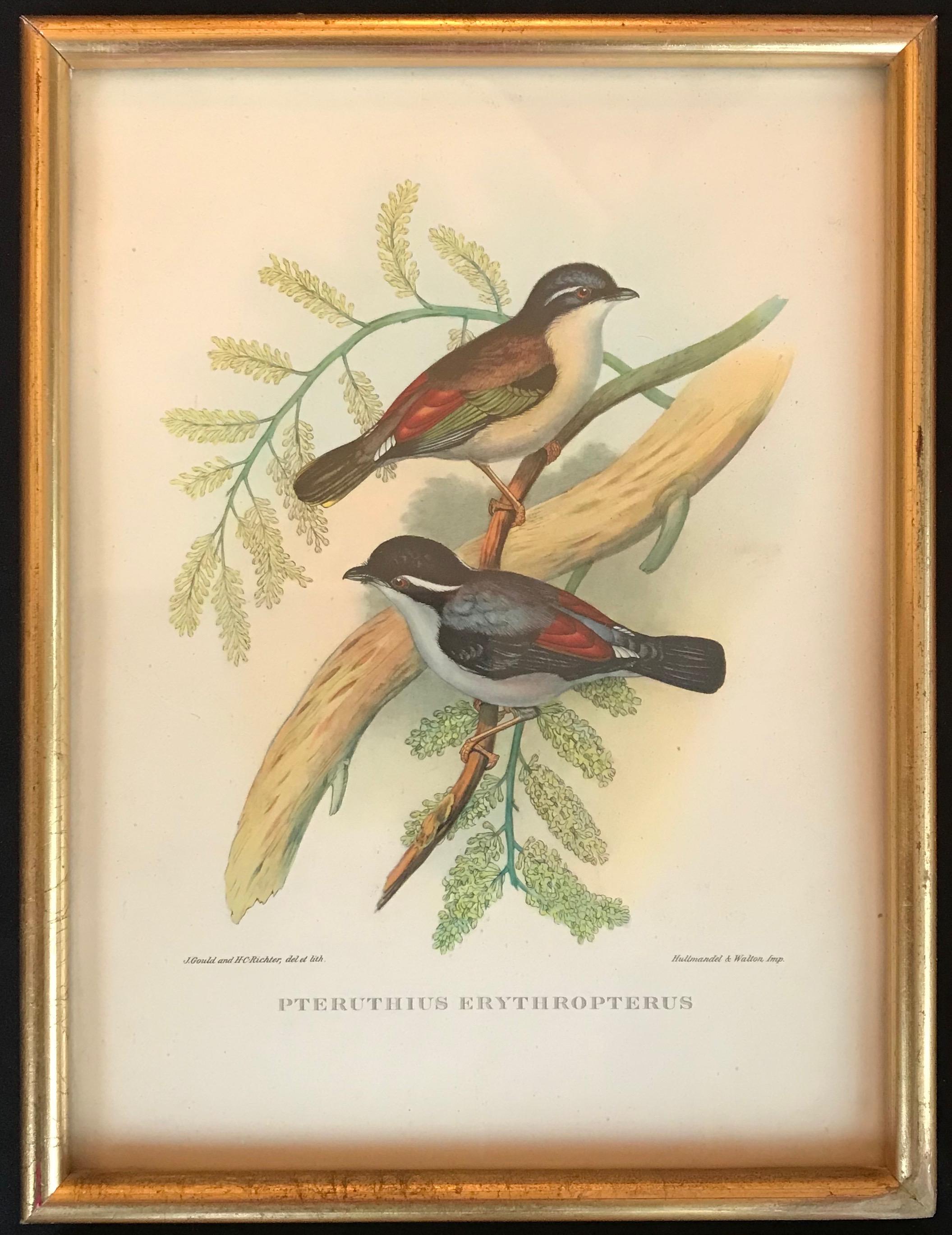 Oiseaux d'Europe de John et Elisabeth Goult, 1832