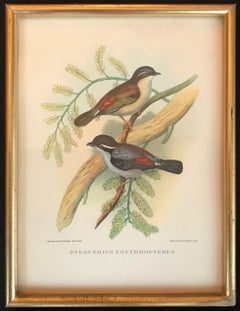 Birds of Europe von John und Elisabeth Goult, 1832