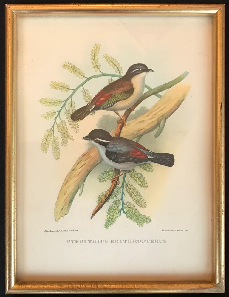 John Gould and Elizabeth Gould Animal Art - Birds of Europe by John and Elisabeth Goult, 1832