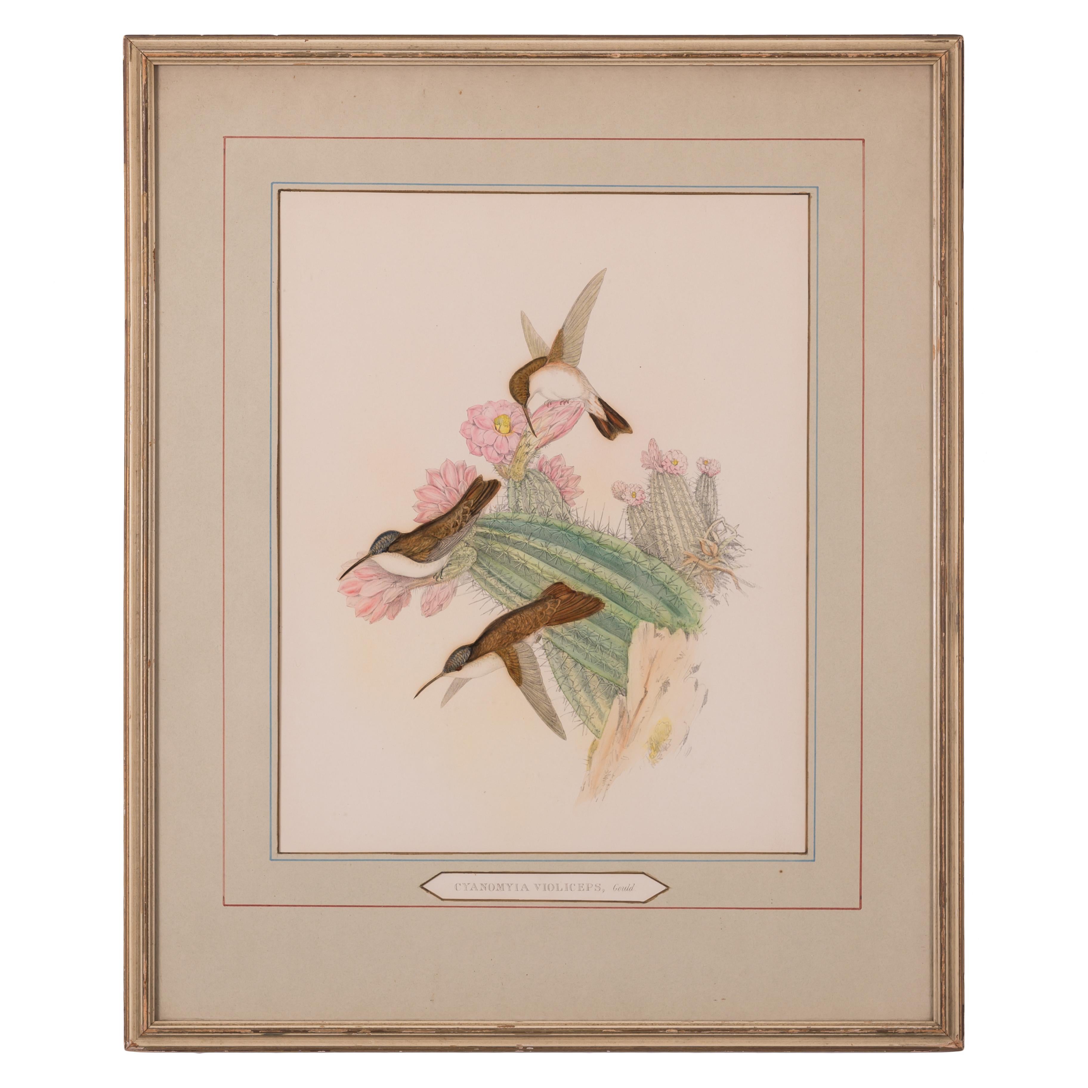 John Gould
(English, 1804-1881)



A Gould hummingbird vintage lithograph featuring the Cyanomyia Violiceps, or Violet-Crowned Hummingbird, plate 285 from John Gould’s A Monograph of the Trochilidae, or A Family of Hummingbirds, published in London