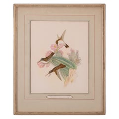 John Gould - Cyanomyia Violiceps, or Violet-Crowned Hummingbird, pl.285