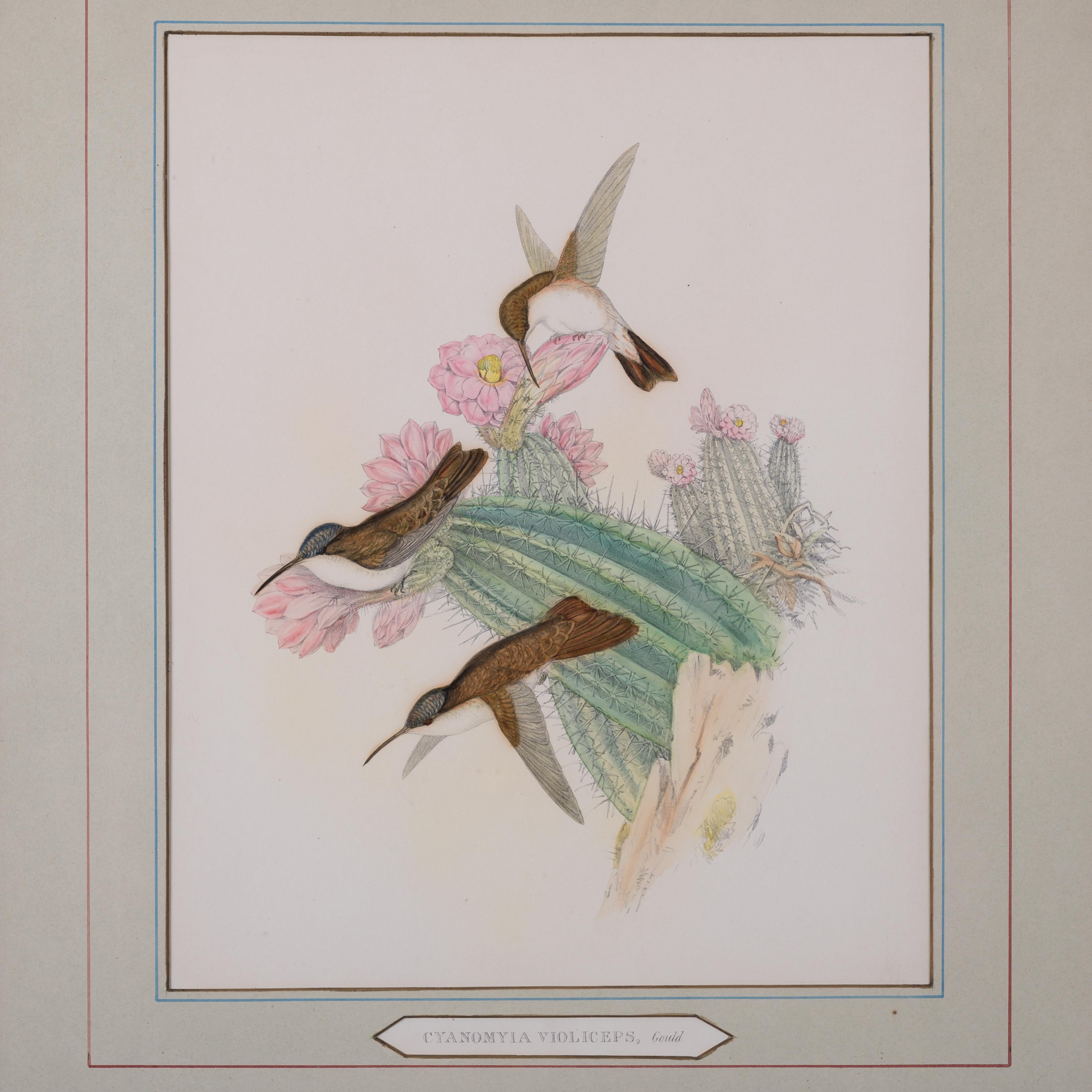 British John Gould - Cyanomyia Violiceps, or Violet-Crowned Hummingbird, pl.285 For Sale