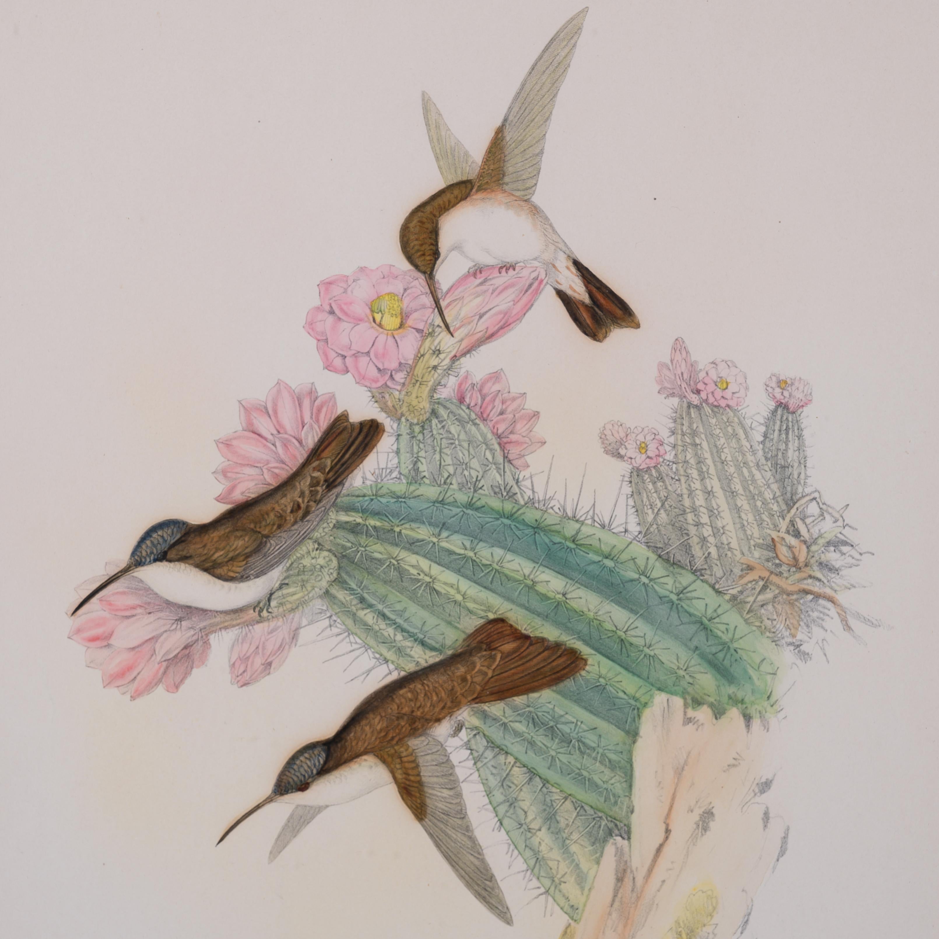 John Gould - Cyanomyia Violiceps, or Violet-Crowned Hummingbird, pl.285 In Good Condition For Sale In Savannah, GA