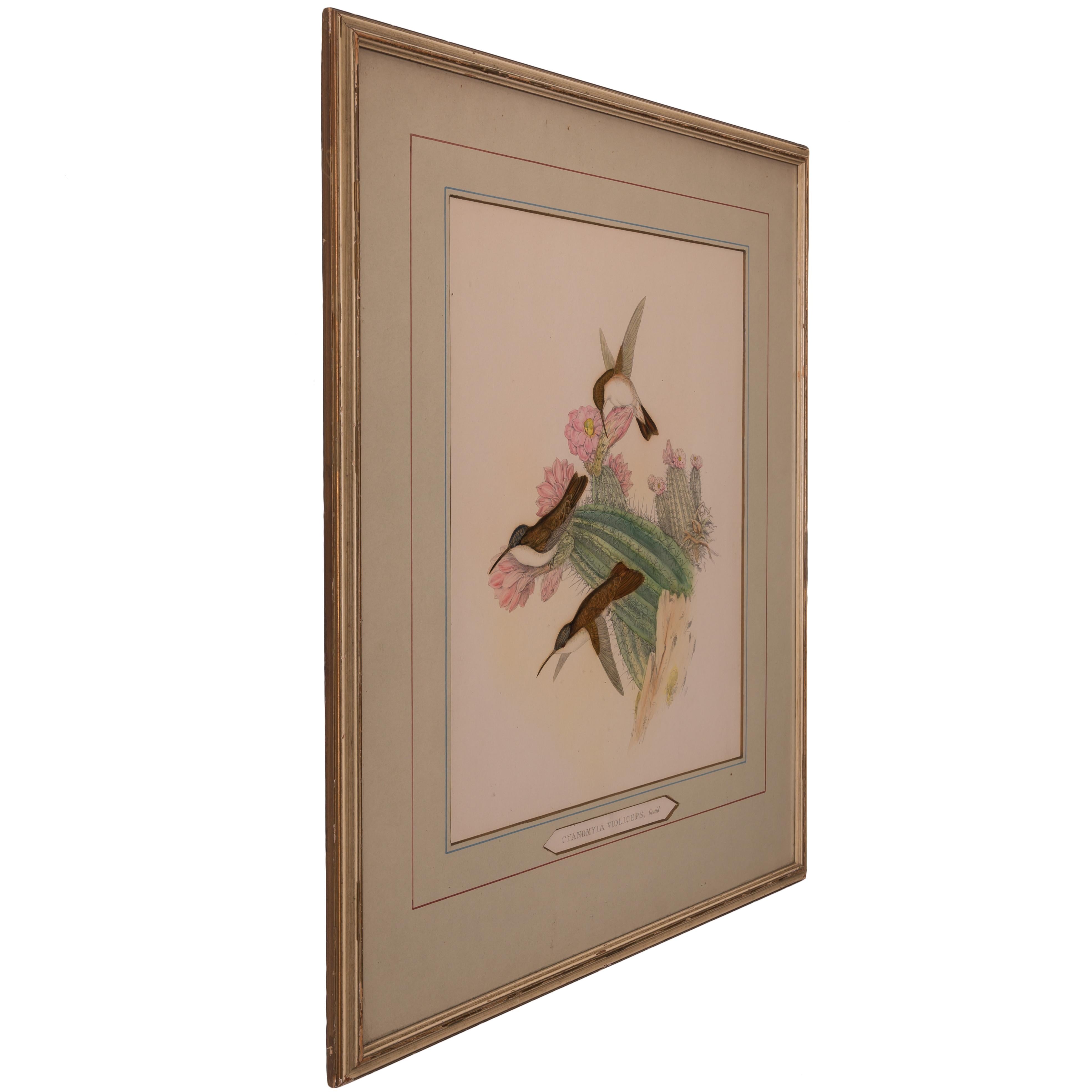 19th Century John Gould - Cyanomyia Violiceps, or Violet-Crowned Hummingbird, pl.285 For Sale