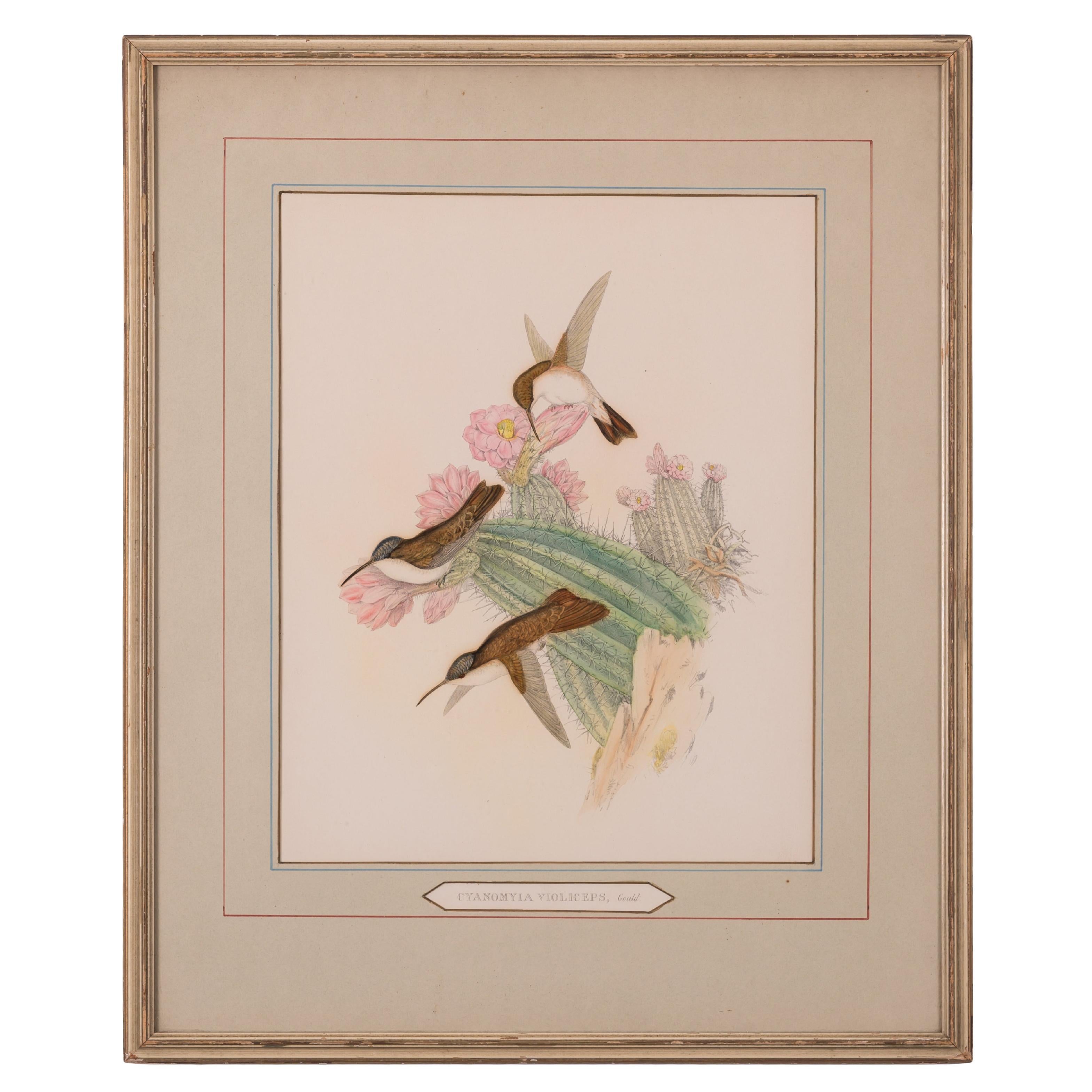 John Gould - Cyanomyia Violiceps, or Violet-Crowned Hummingbird, pl.285 For Sale