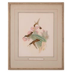 John Gould - Cyanomyia Violiceps, or Violet-Crowned Hummingbird, pl.285