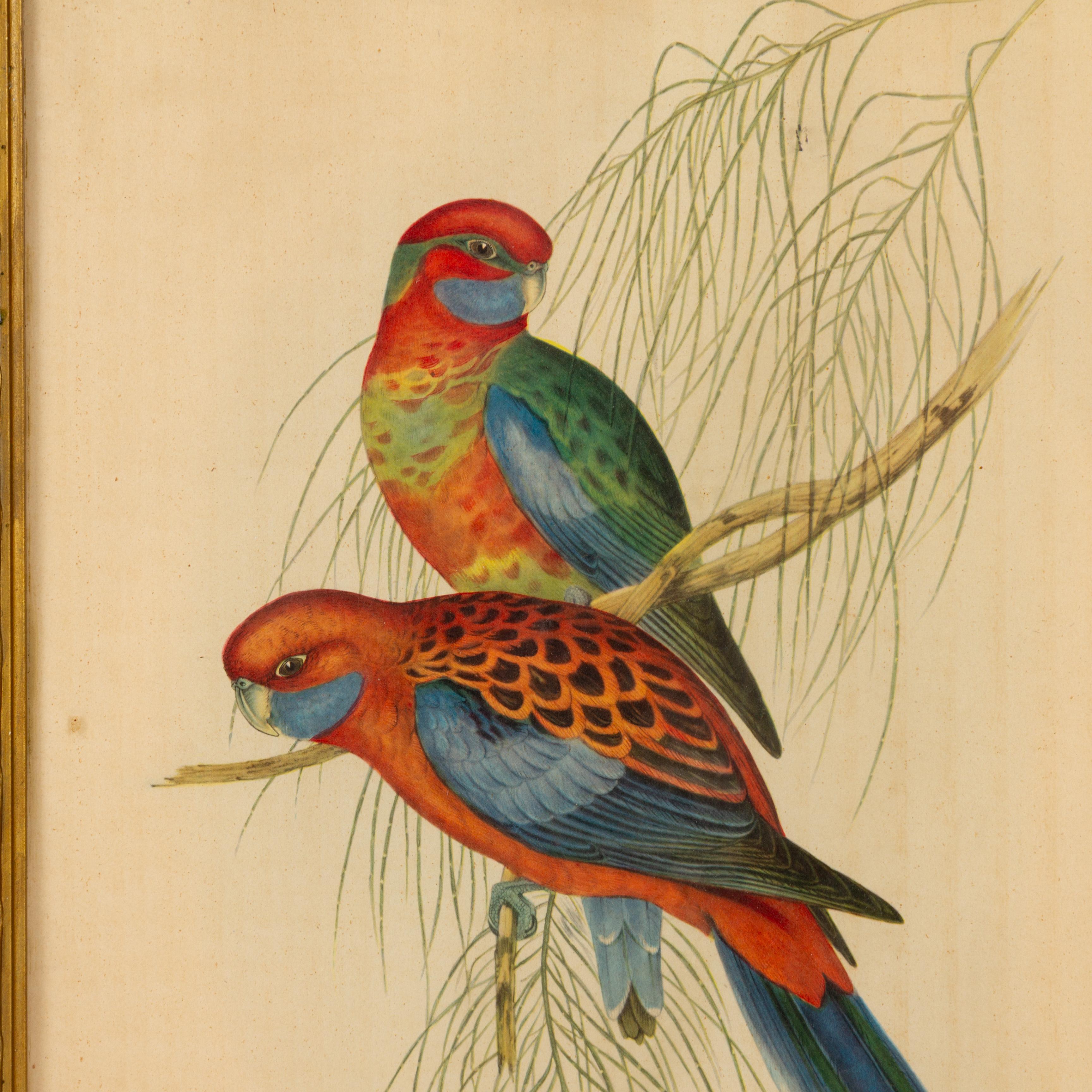 In gutem Zustand
Aus einer privaten Sammlung
Kostenloser internationaler Versand
John Gould, H. C. Richter Handkolorierte Lithographie 