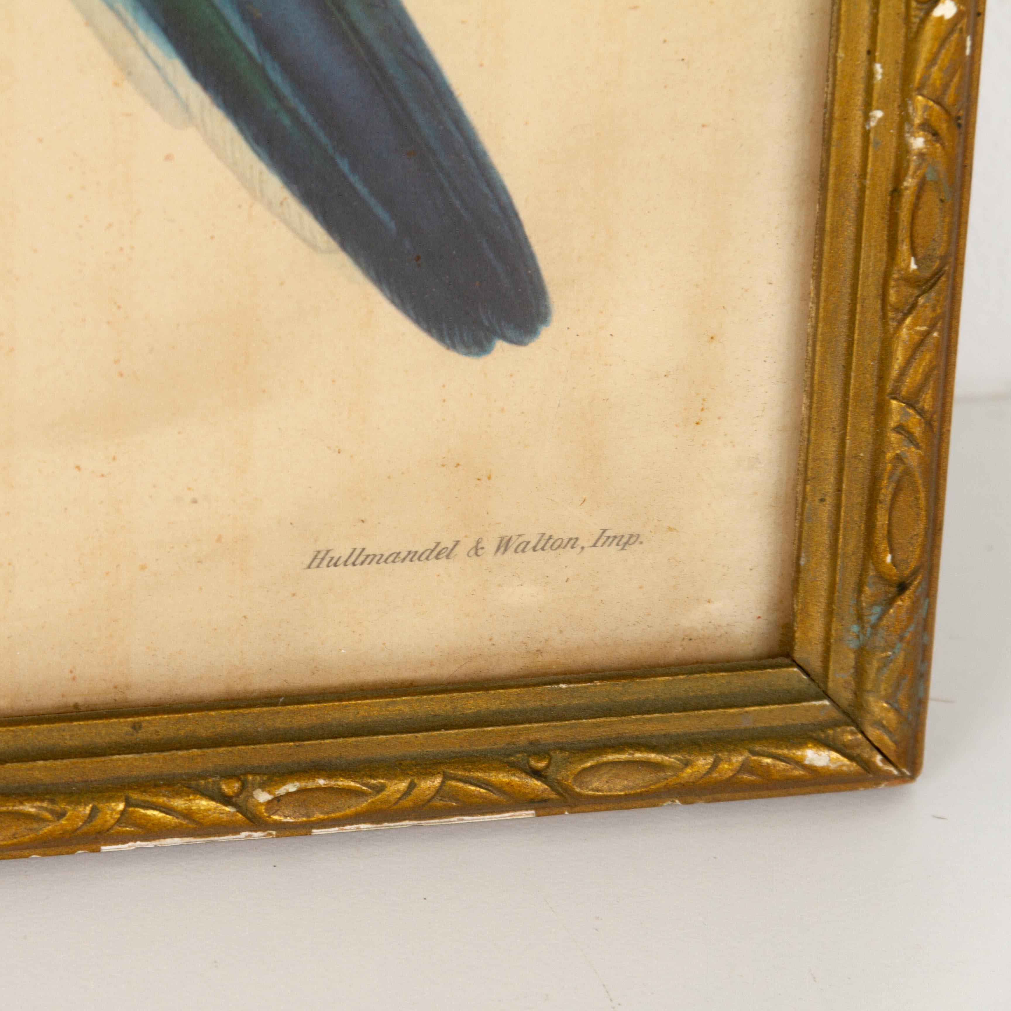 John Gould, H. C. Richter, handkolorierte Lithographie „Platycercus Pennantii“, Mid 1 im Zustand „Gut“ im Angebot in Nottingham, GB