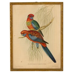 John Gould, H. C. Richter Hand-Coloured Lithograph "Platycercus Pennantii" Mid 1
