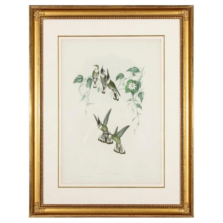 John Gould and H.C. Richter, Color Litho, Oxypogon Guerini, Guerin's