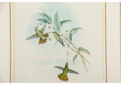 John Gould & H.C.. Richter, lithographie en couleurs, Chrysuronia Chrysura, Golden-tail