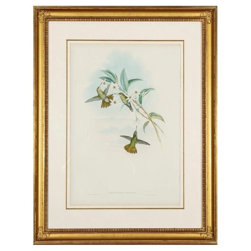 John Gould 
H.C.. Richter, lithographie en couleurs, Chrysuronia Chrysura, Golden-tail en vente